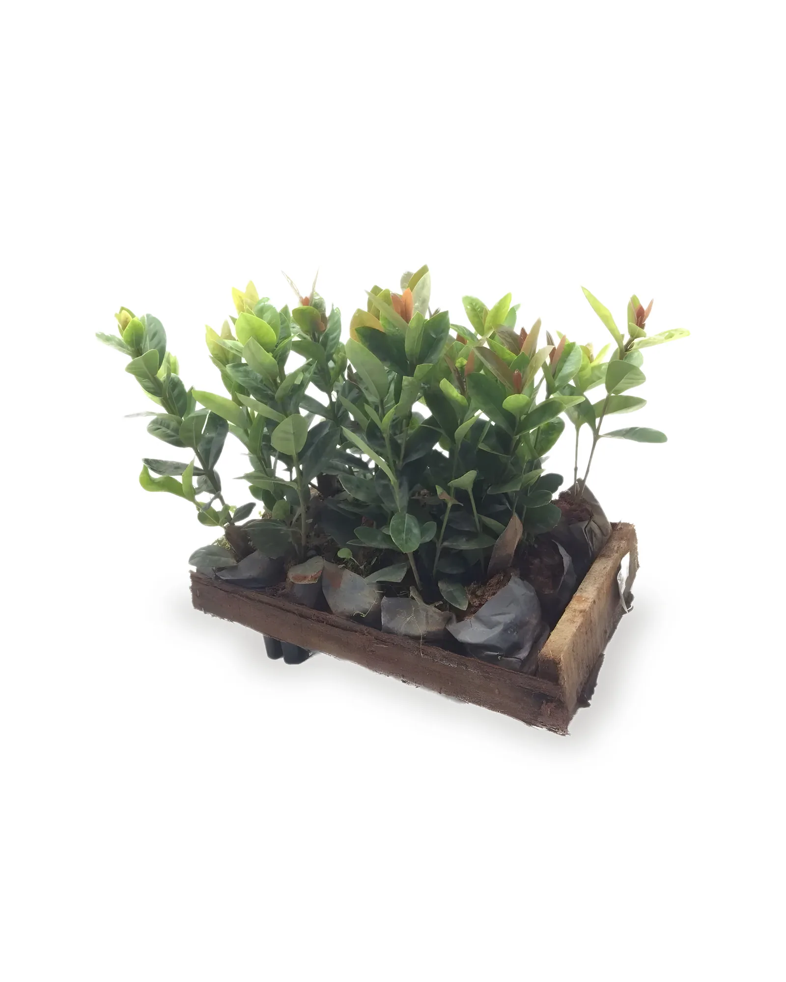 IXORA MDCX15