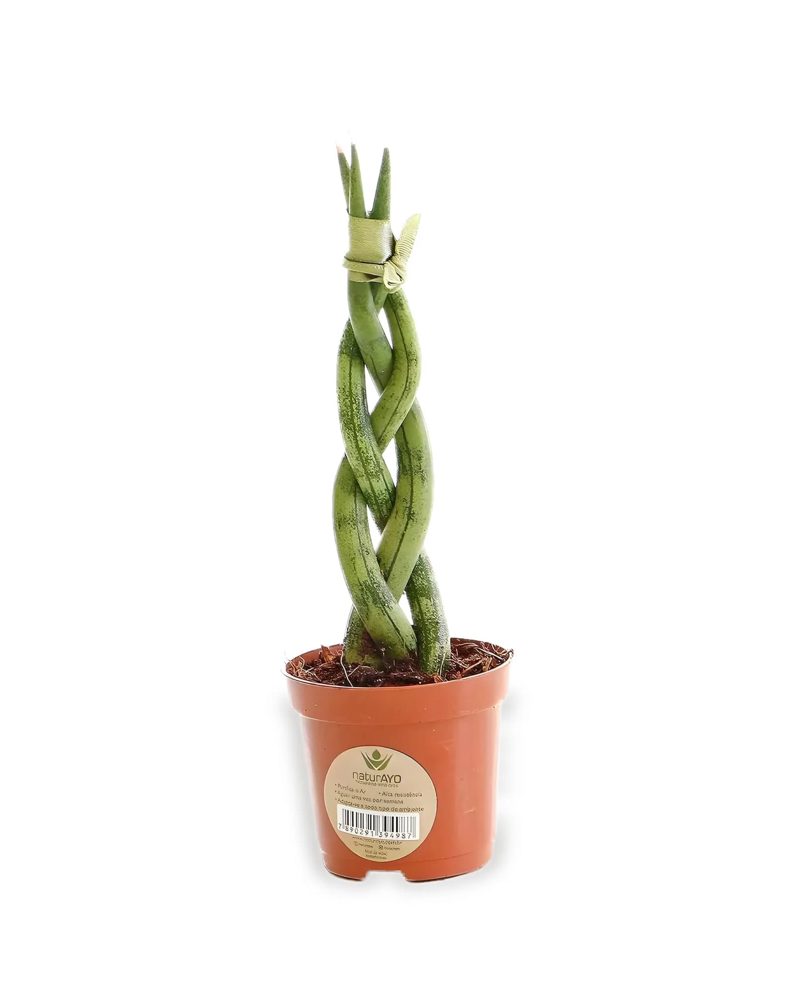 Sanseveria Trançada Mini MDPT06 (Enviamos para todo Brasil)