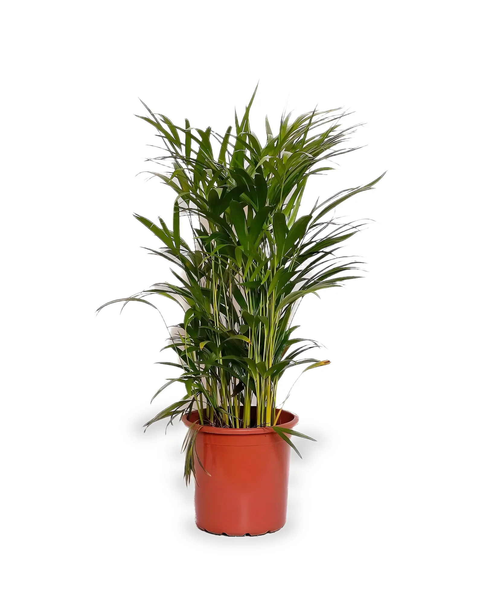 Palmeira Areca Bambu MDPT24