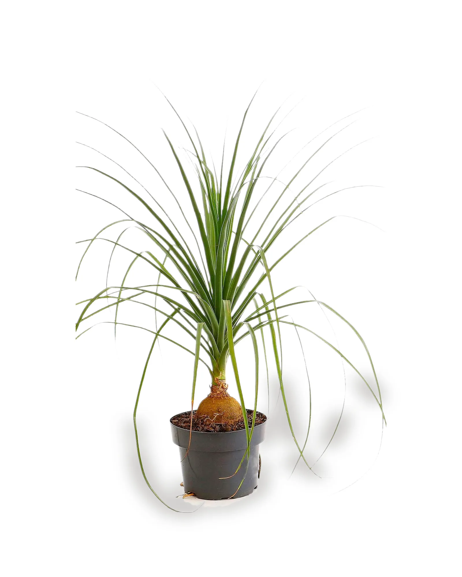 Beaucarnea mdpt24vl