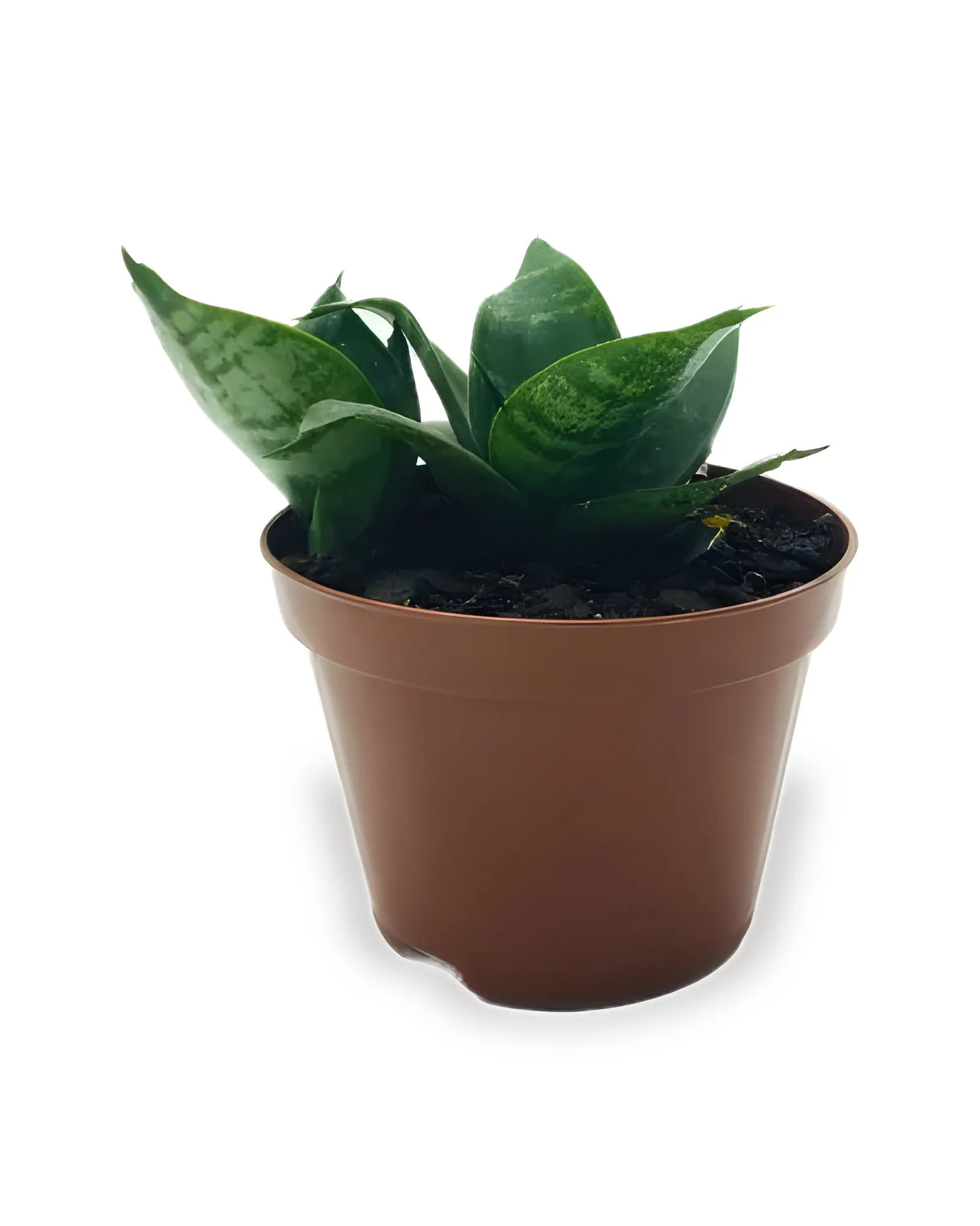 SANSEVIERIA GOLDEN POTE 11 (Enviamos para todo Brasil)