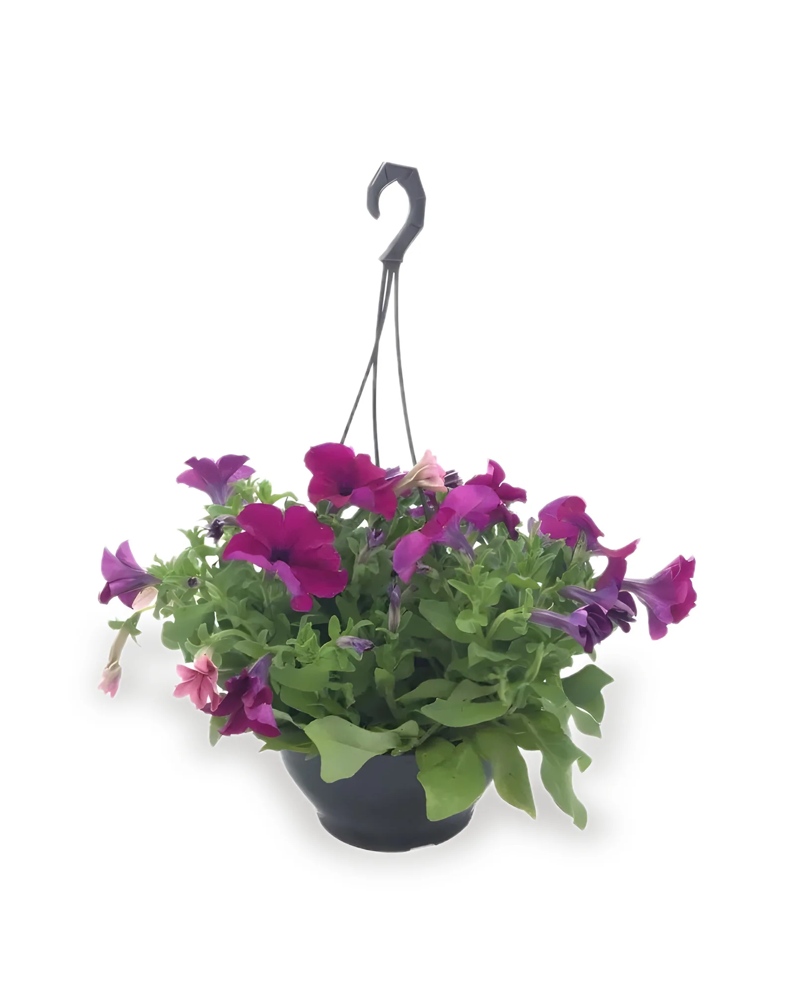 PETUNIA CUIA 21