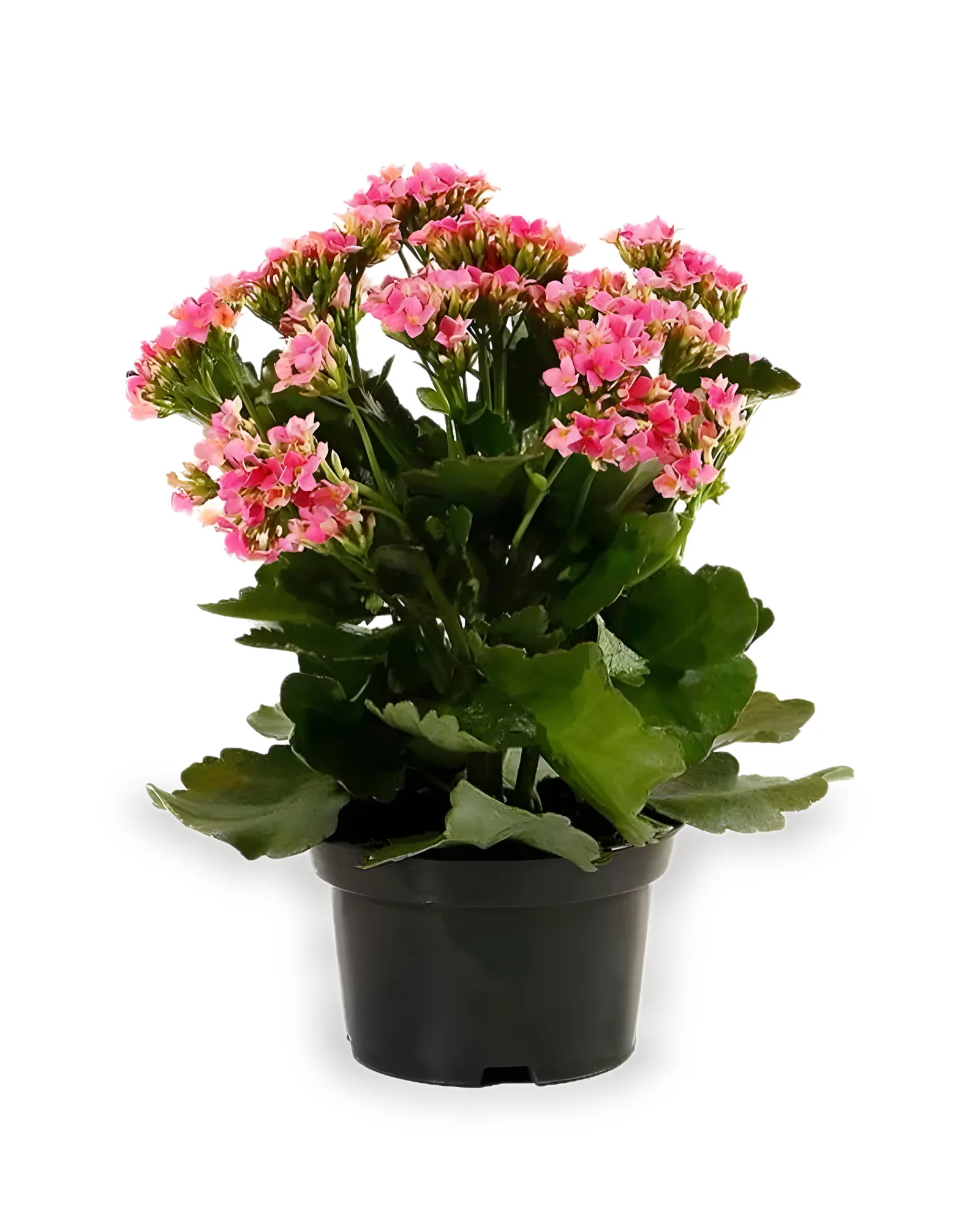 KALANCHOE MDPT15 - Cores Variadas
