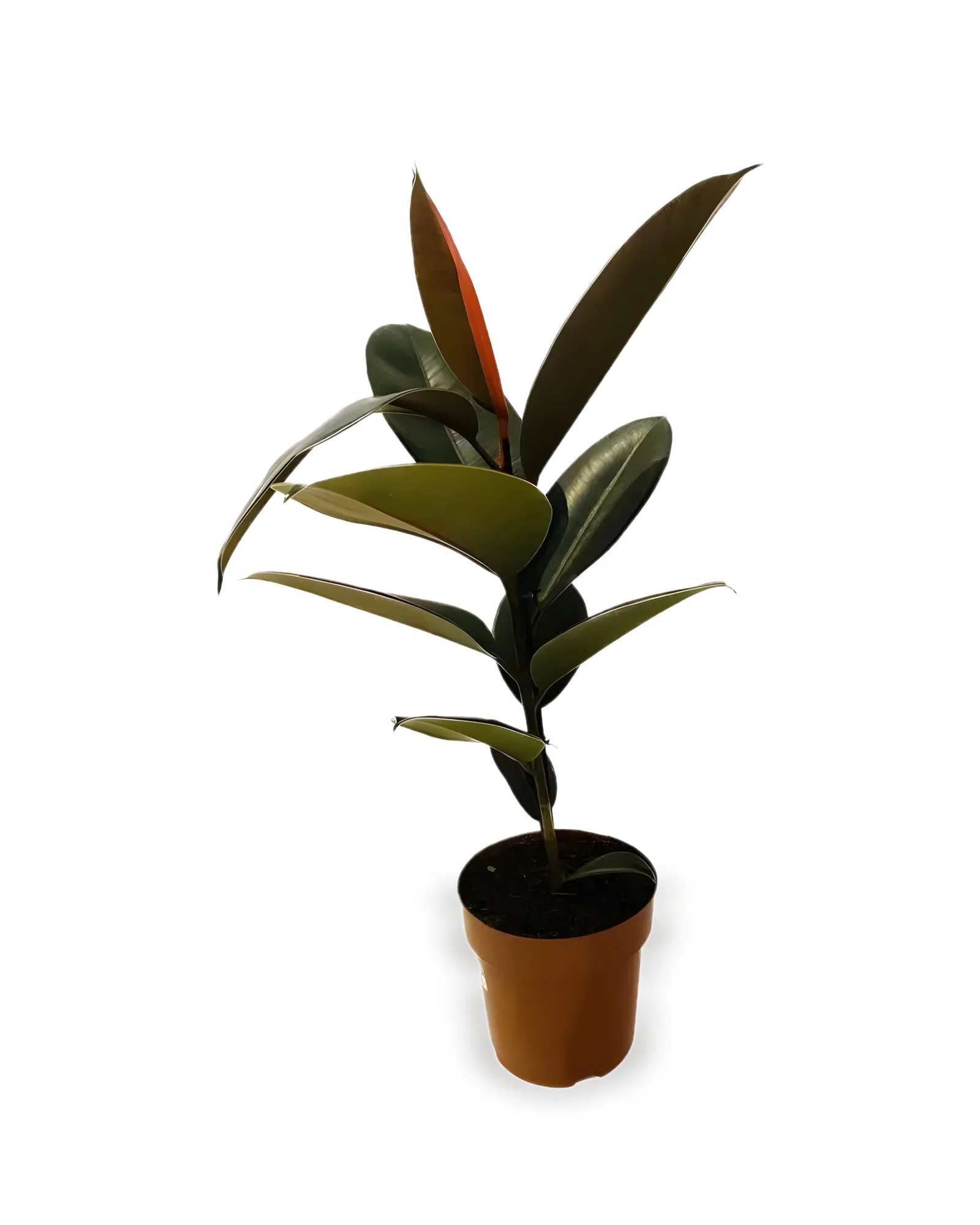 FICUS ELASTICA BURGUNDY MDPT17VL(enviamos para todo Brasil)