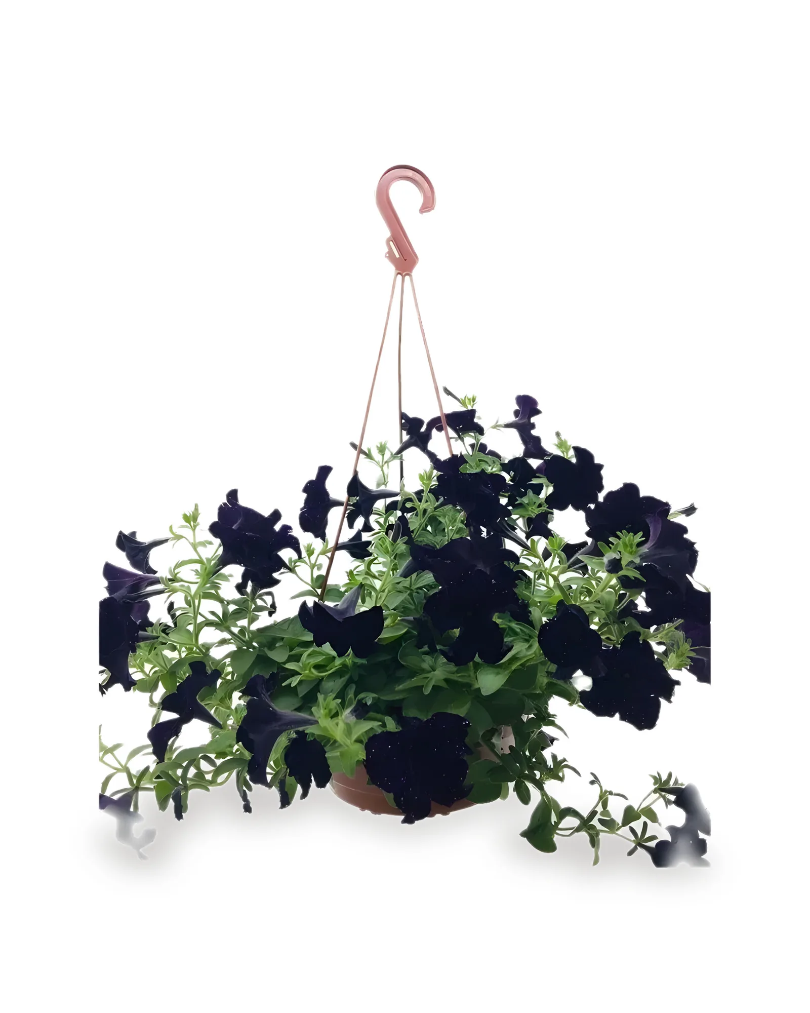 Petunia MDCA25