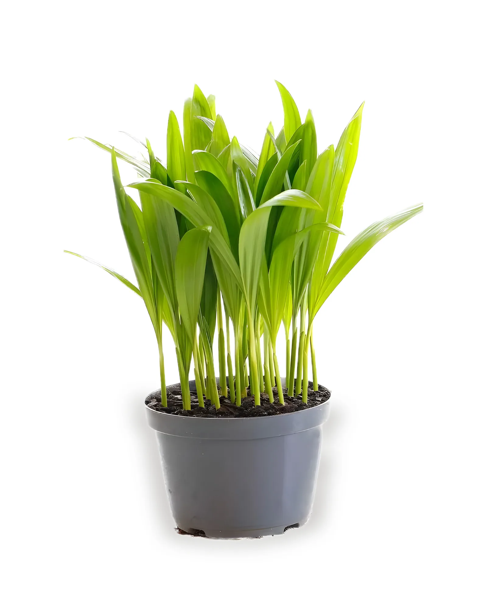 Palmeira Areca Bambu MDPT11 (enviamos para todo Brasil)