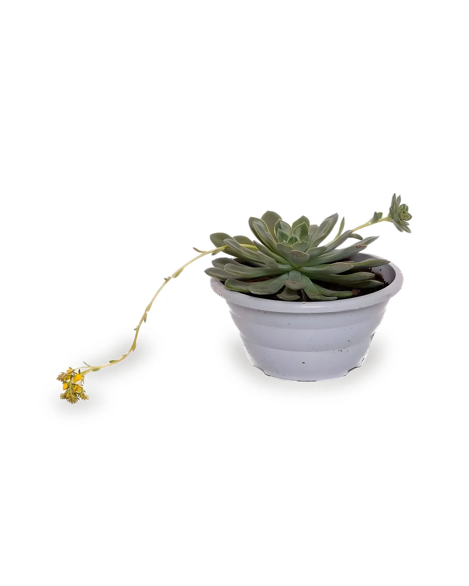 Echeveria MDCA21