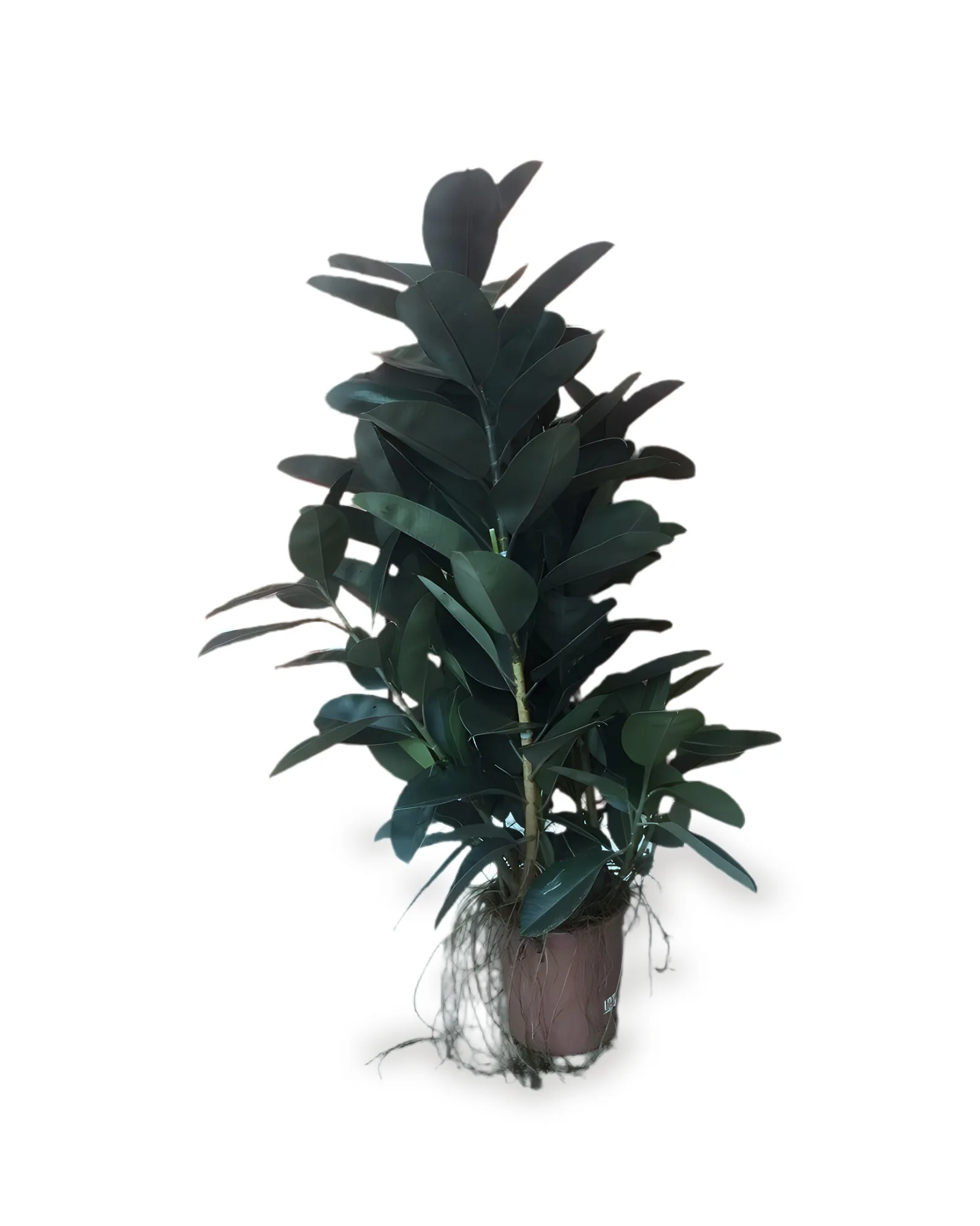 FICUS ELASTICA MDPT40