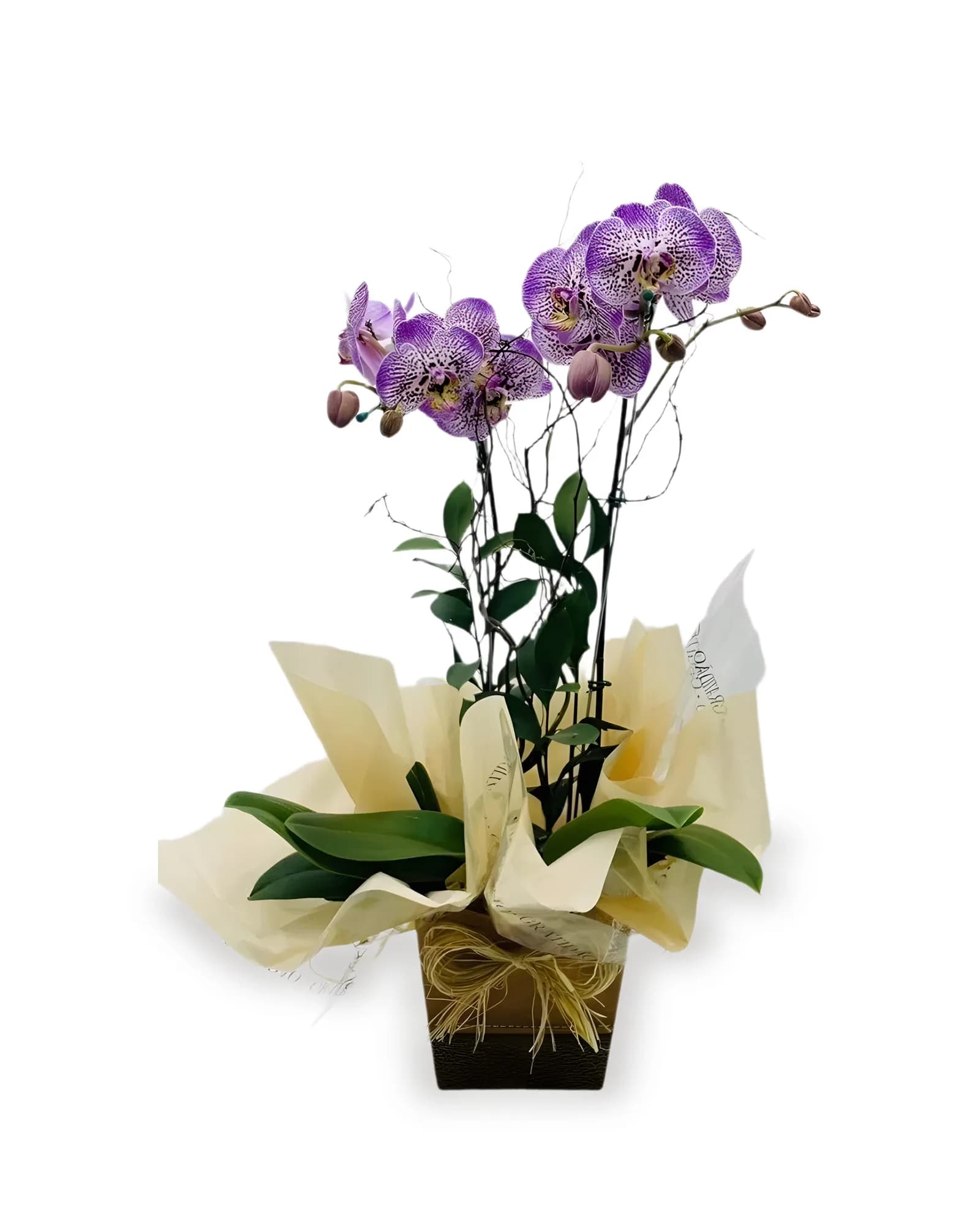 ARRANJO NATURAL ORQUIDEA MADRI 70