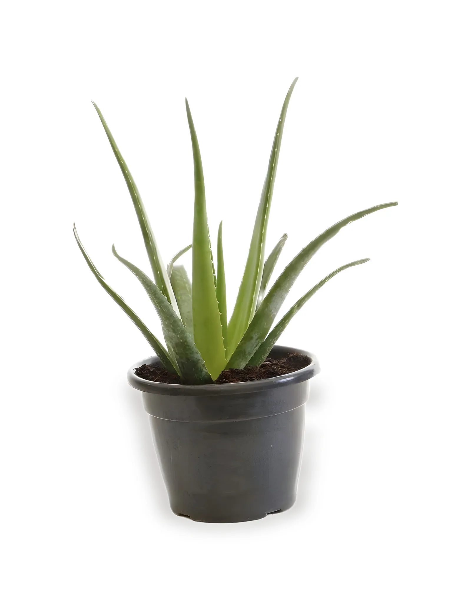 Babosa Aloe MDPT24