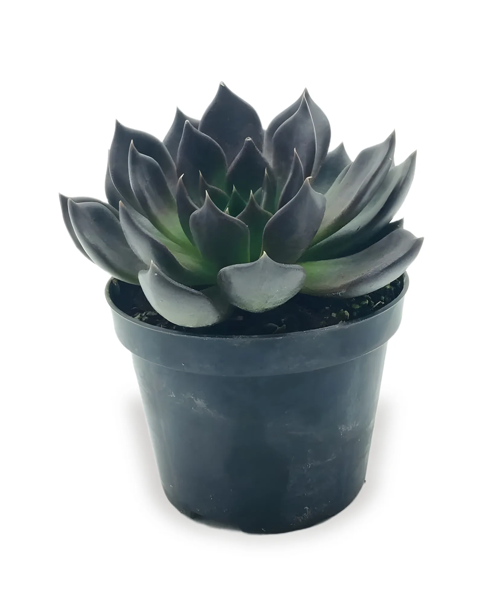 Echeveria hot chocolate Pt11