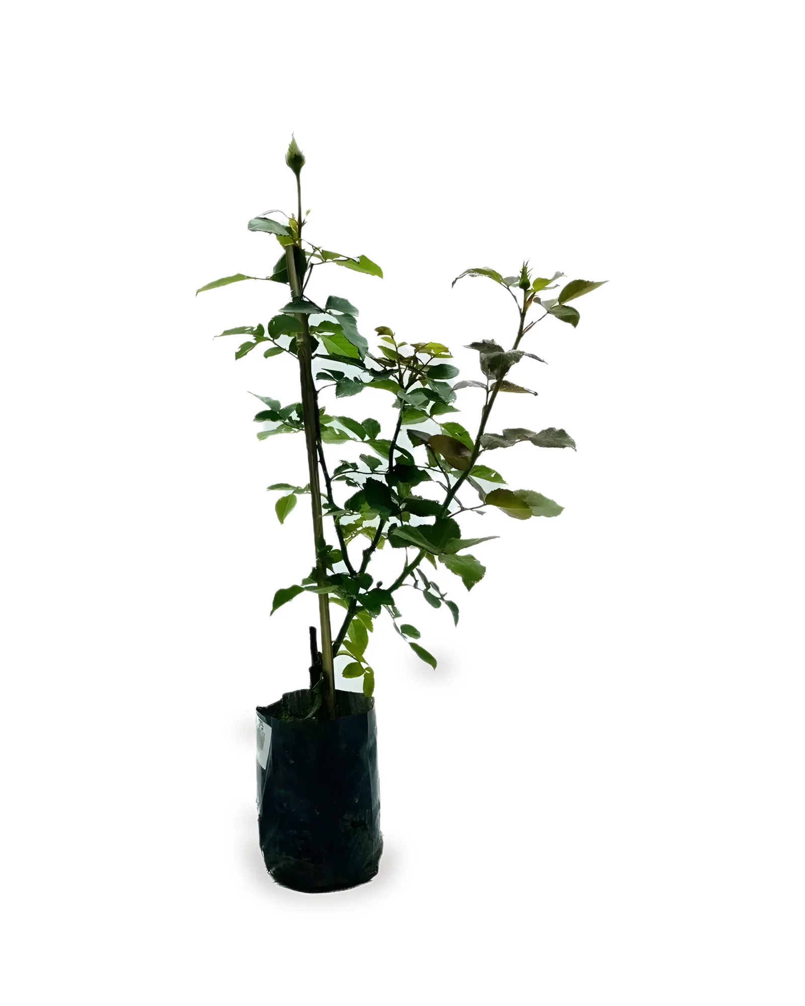 ROSEIRA MDSC10BT/FA
