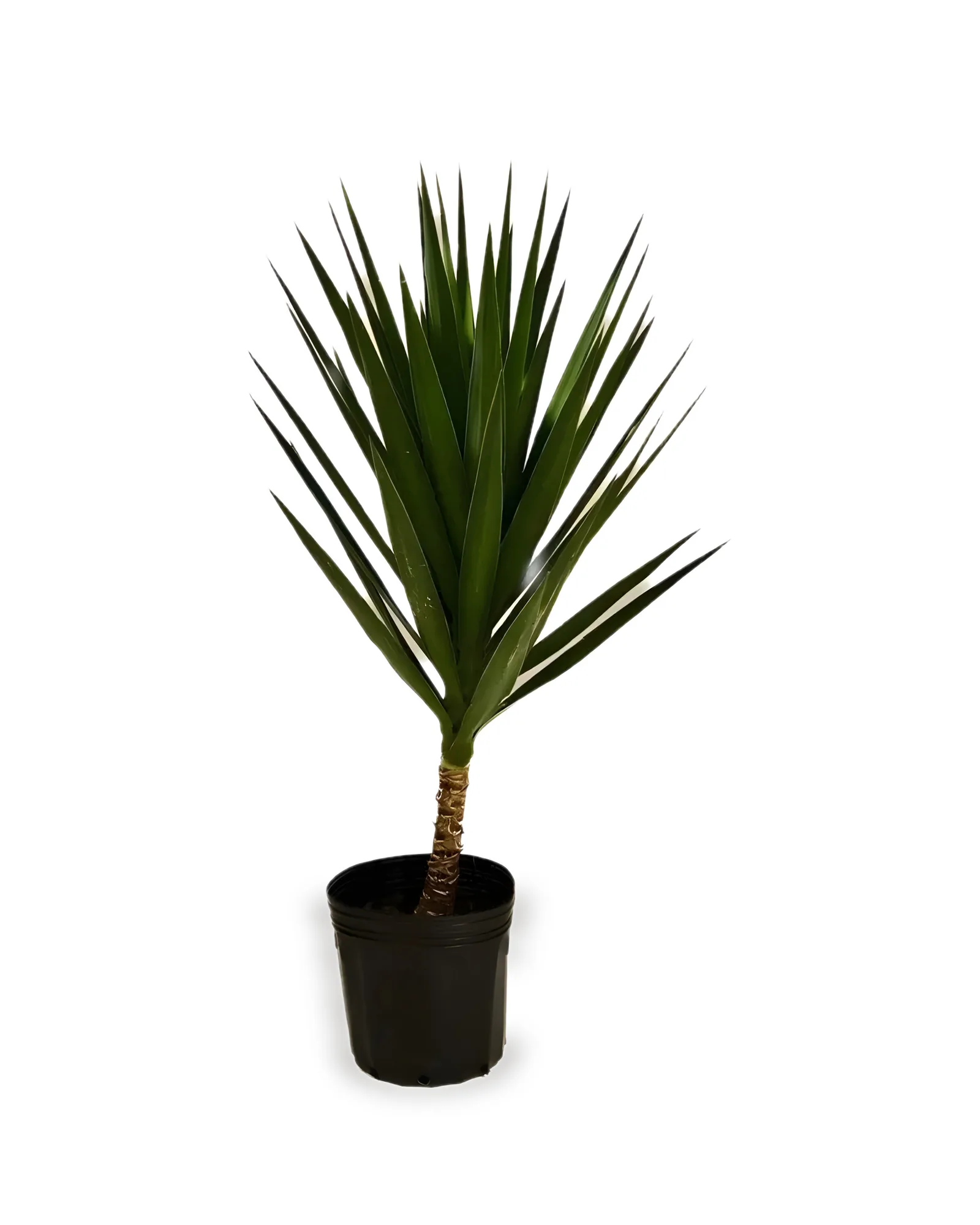 YUCCA PT 27