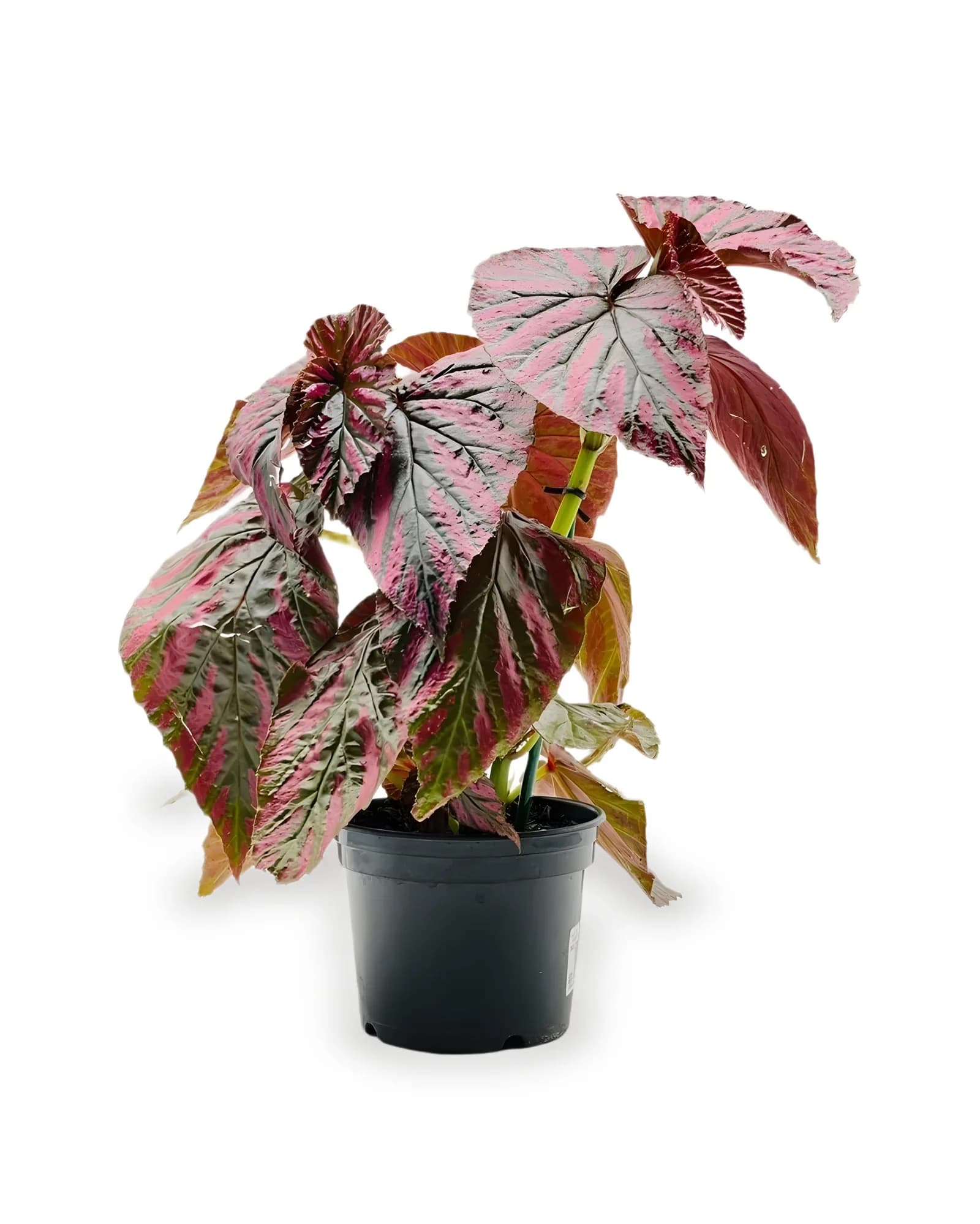 BEGONIA BREVIRIMOSA PT15 (enviamos para todo Brasil)