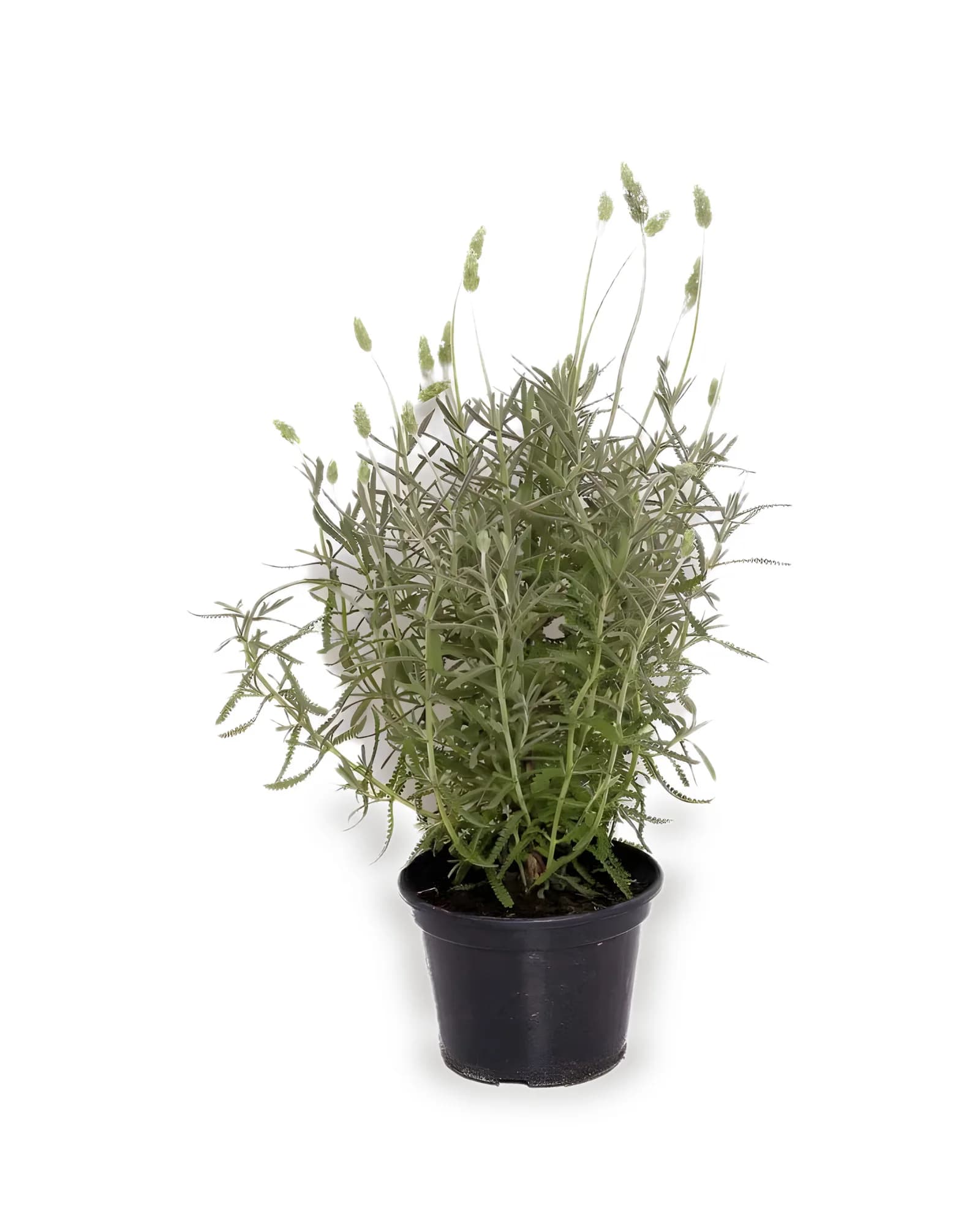 Lavanda Pt15