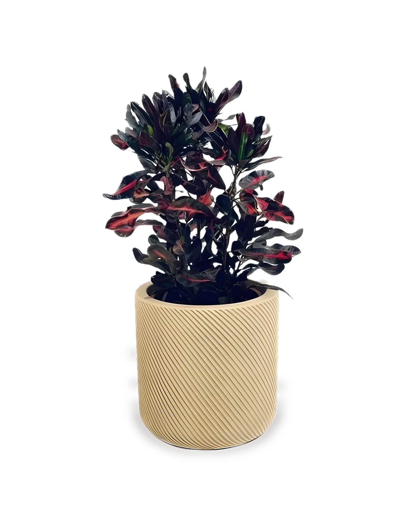 CONJUNTO CROTON MAMMY LISTRADO