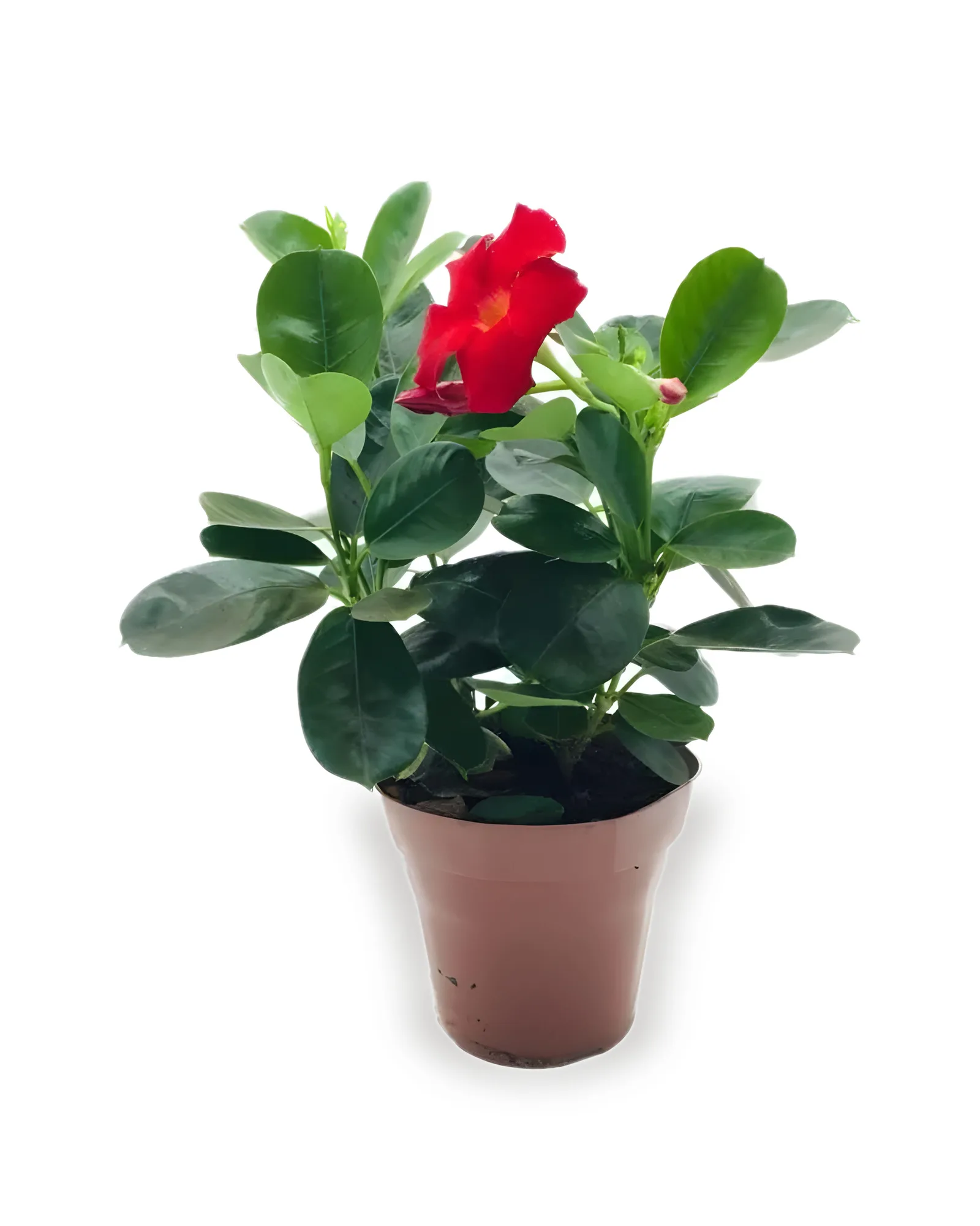DIPLADENIA PT15