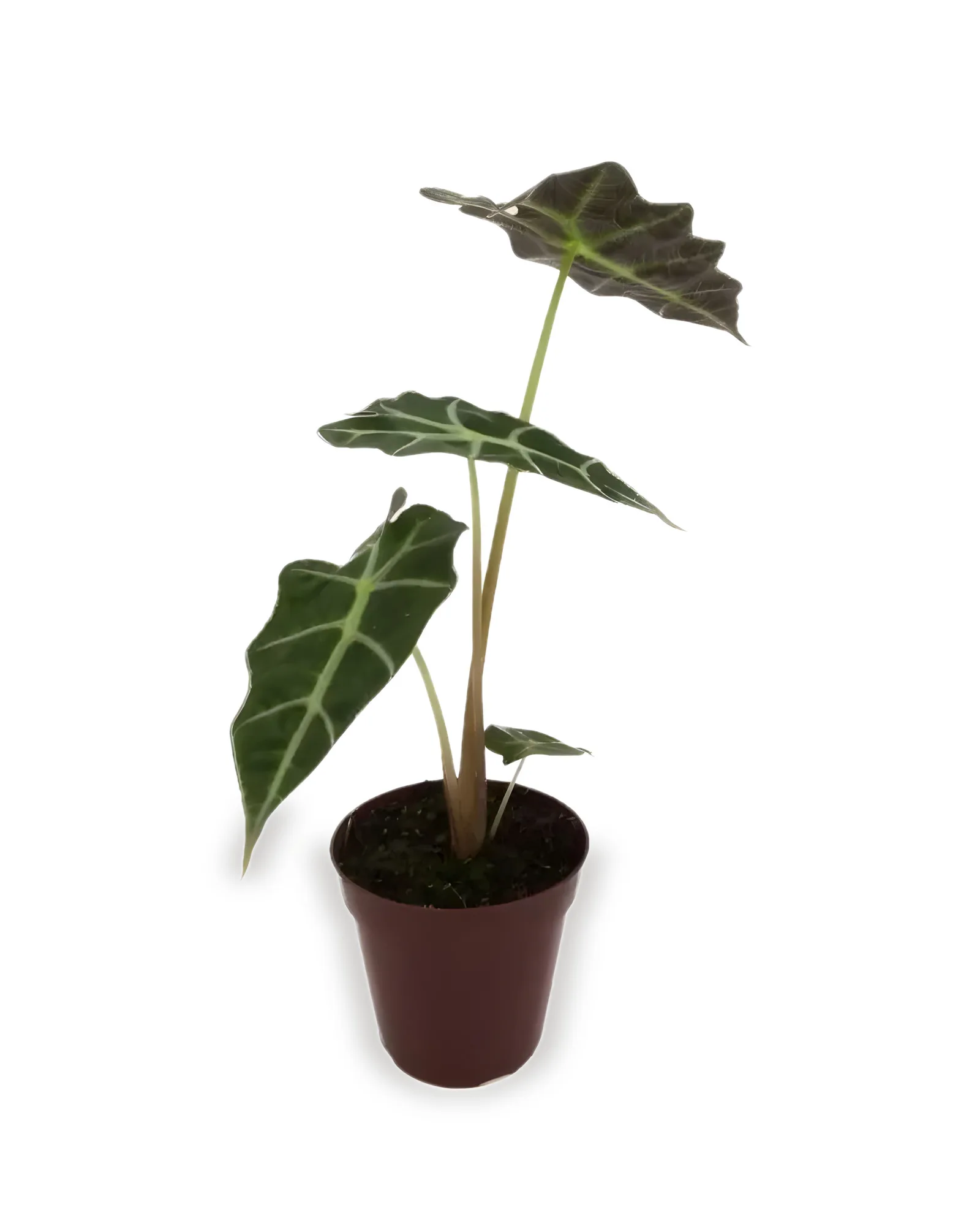 ALOCASIA VARIADA PT12 (enviamos para todo Brasil)