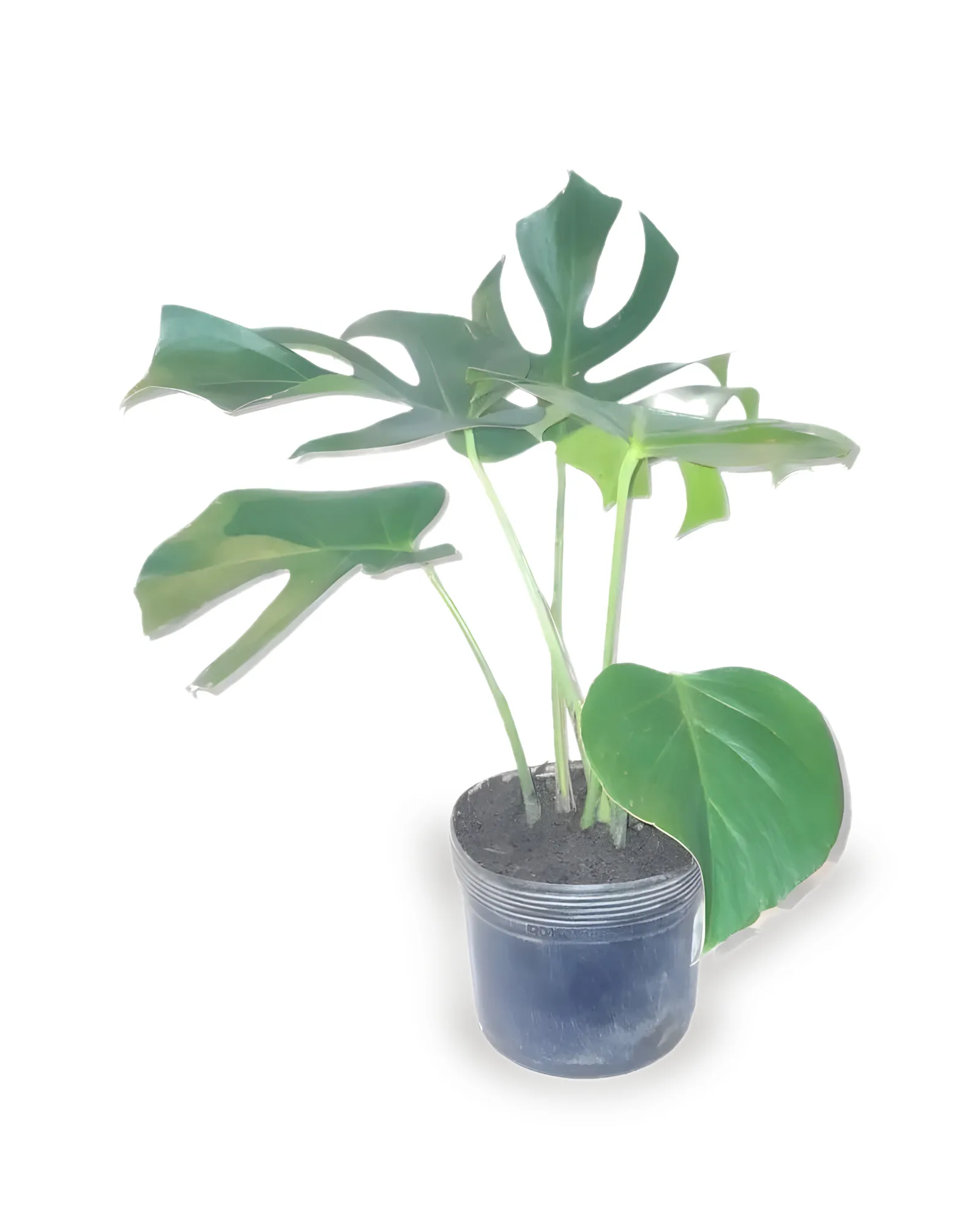MONSTERA DELICIOSA MDPT23VL -
