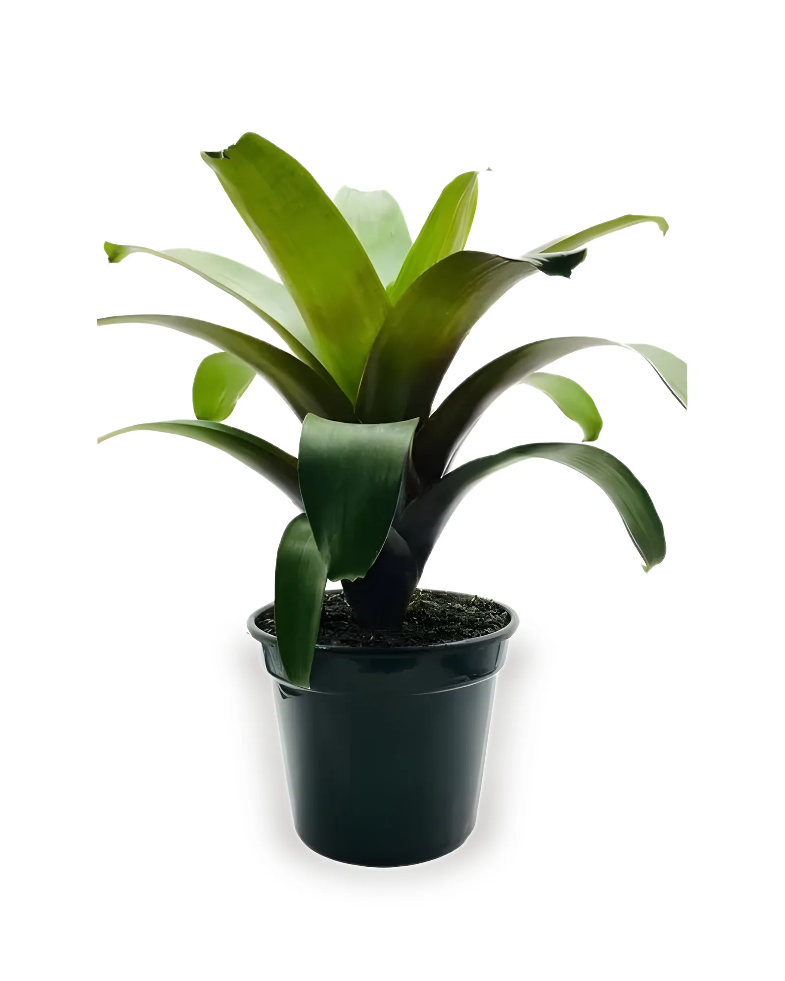BROMELIA IMPERIAL PT27