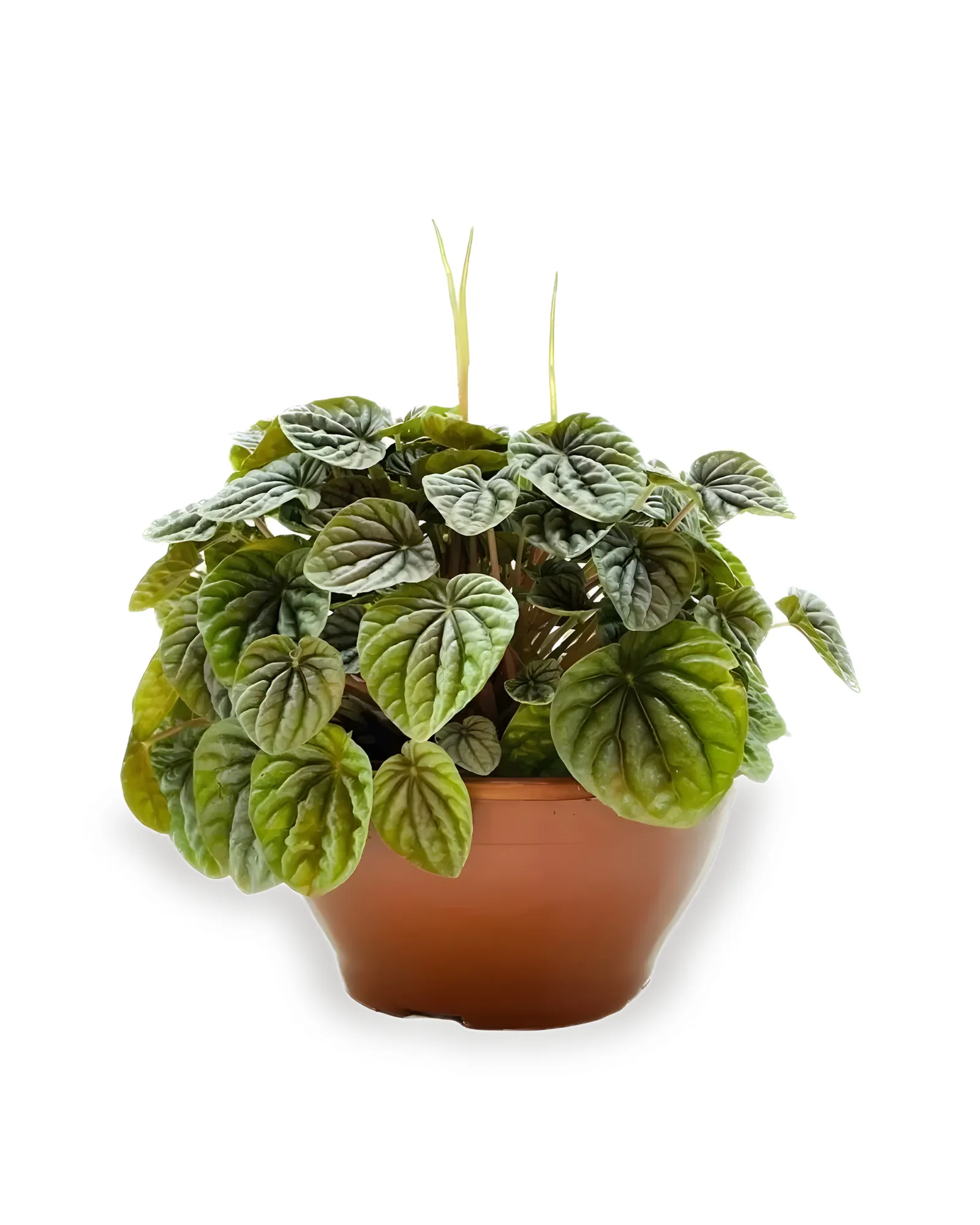 PEPEROMIA CAPERATA CUIA 21