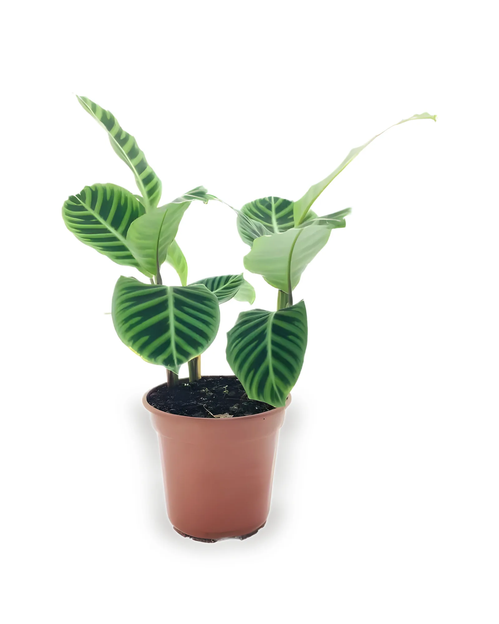 CALATHEA ZEBRINA PT12 (enviamos para todo Brasil)