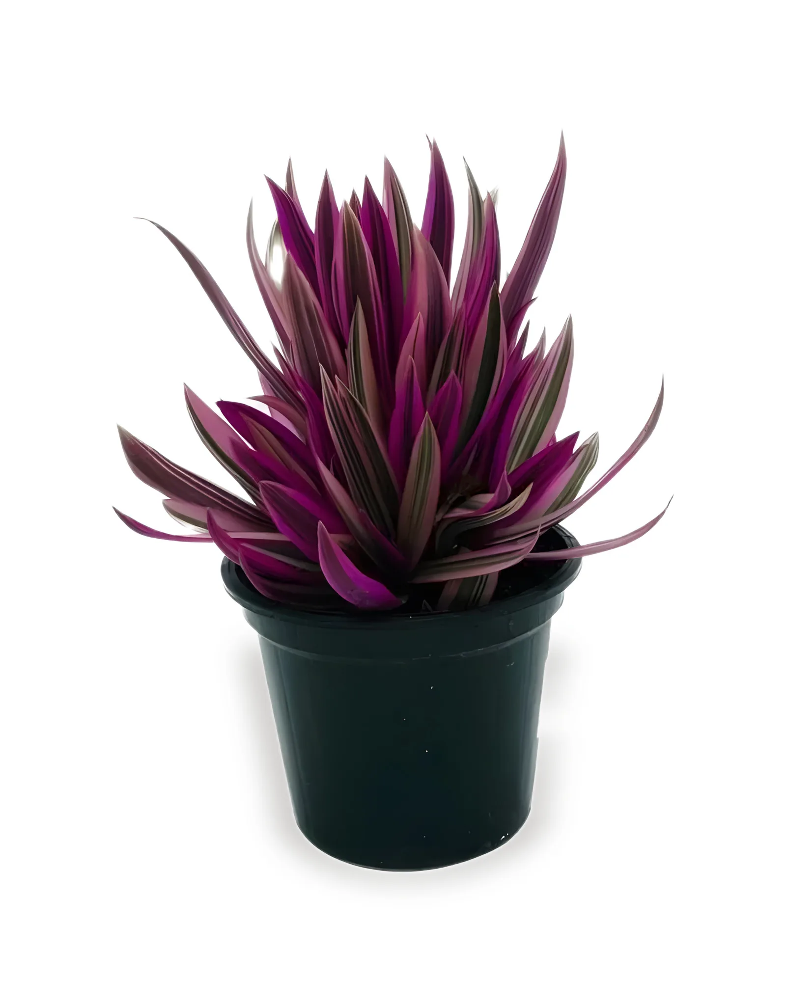TRADESCANTIA TRICOLOR MDPT14 (Enviamos para todo Brasil)