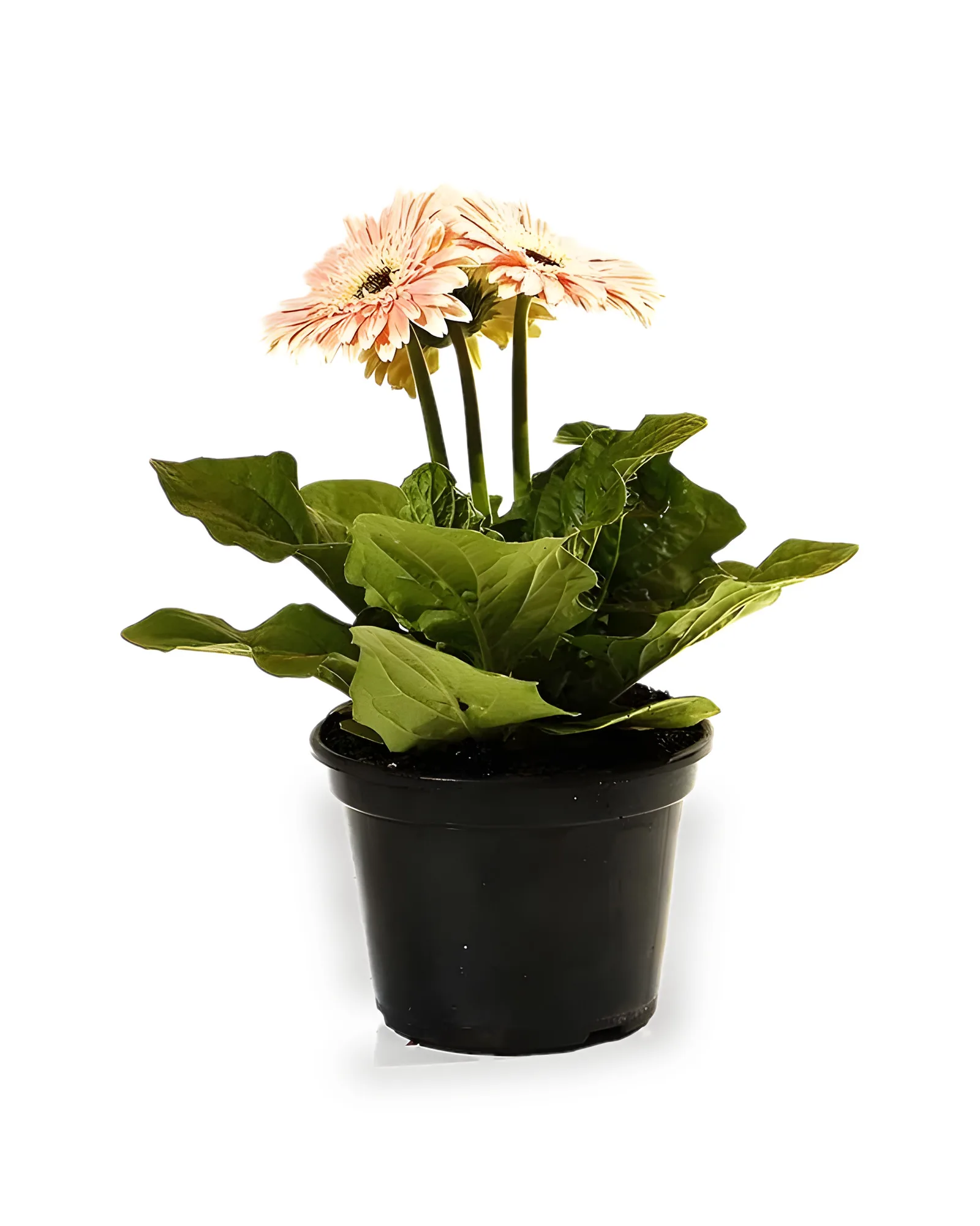 GERBERA MDPT15 - Cores Variadas