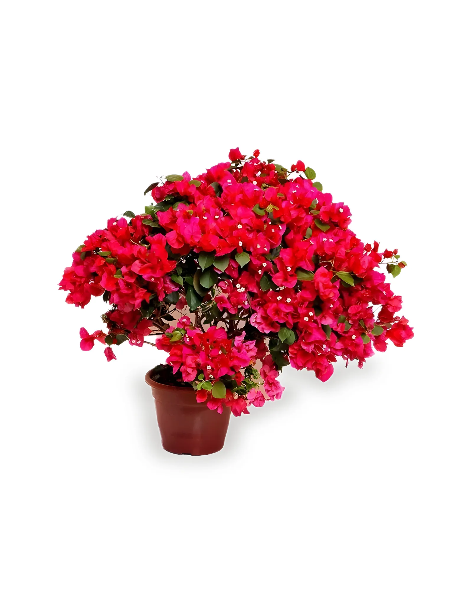 Primavera Árvore MDPT24