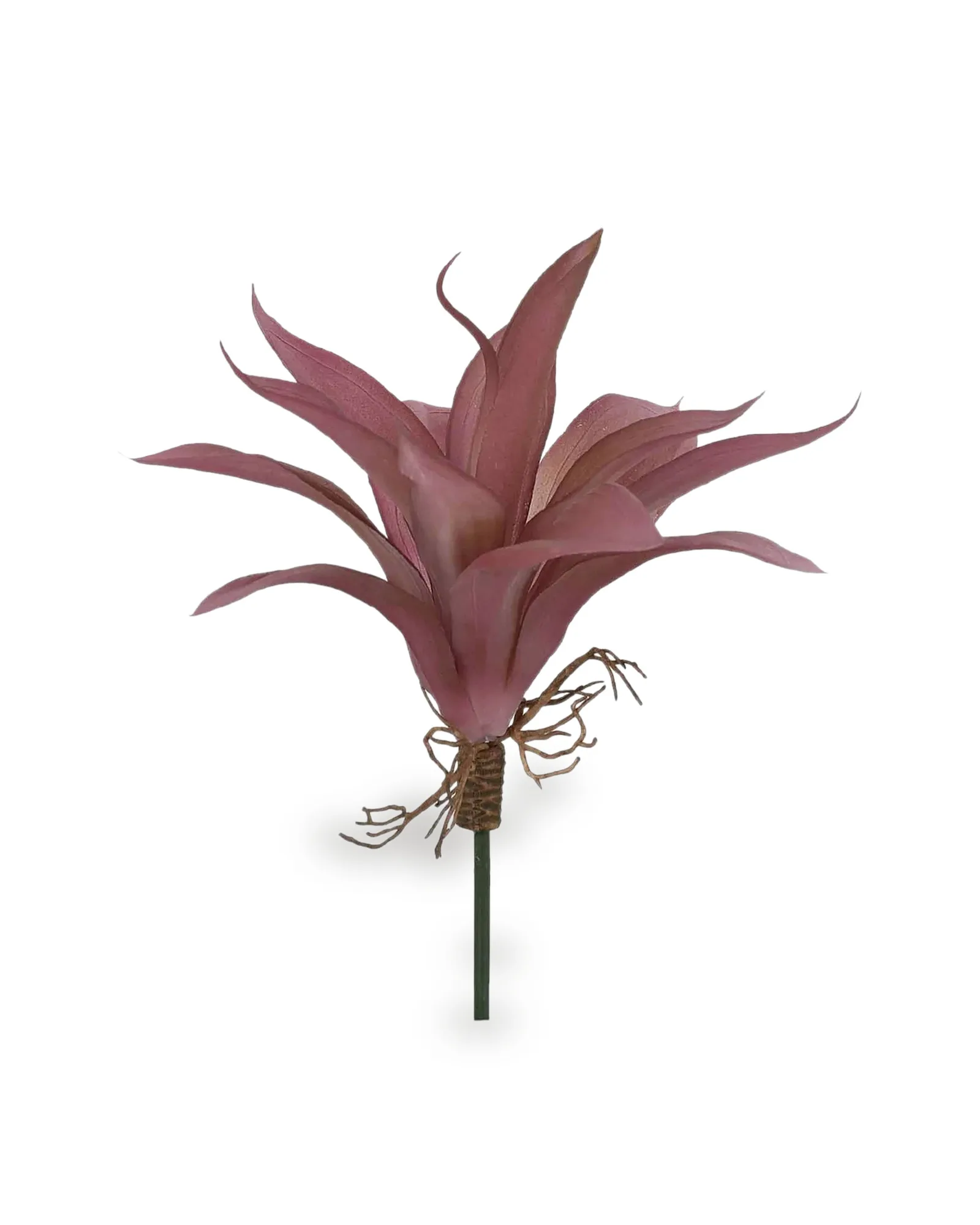 AGAVE COM RAIZ X13 VM OUT 24CM