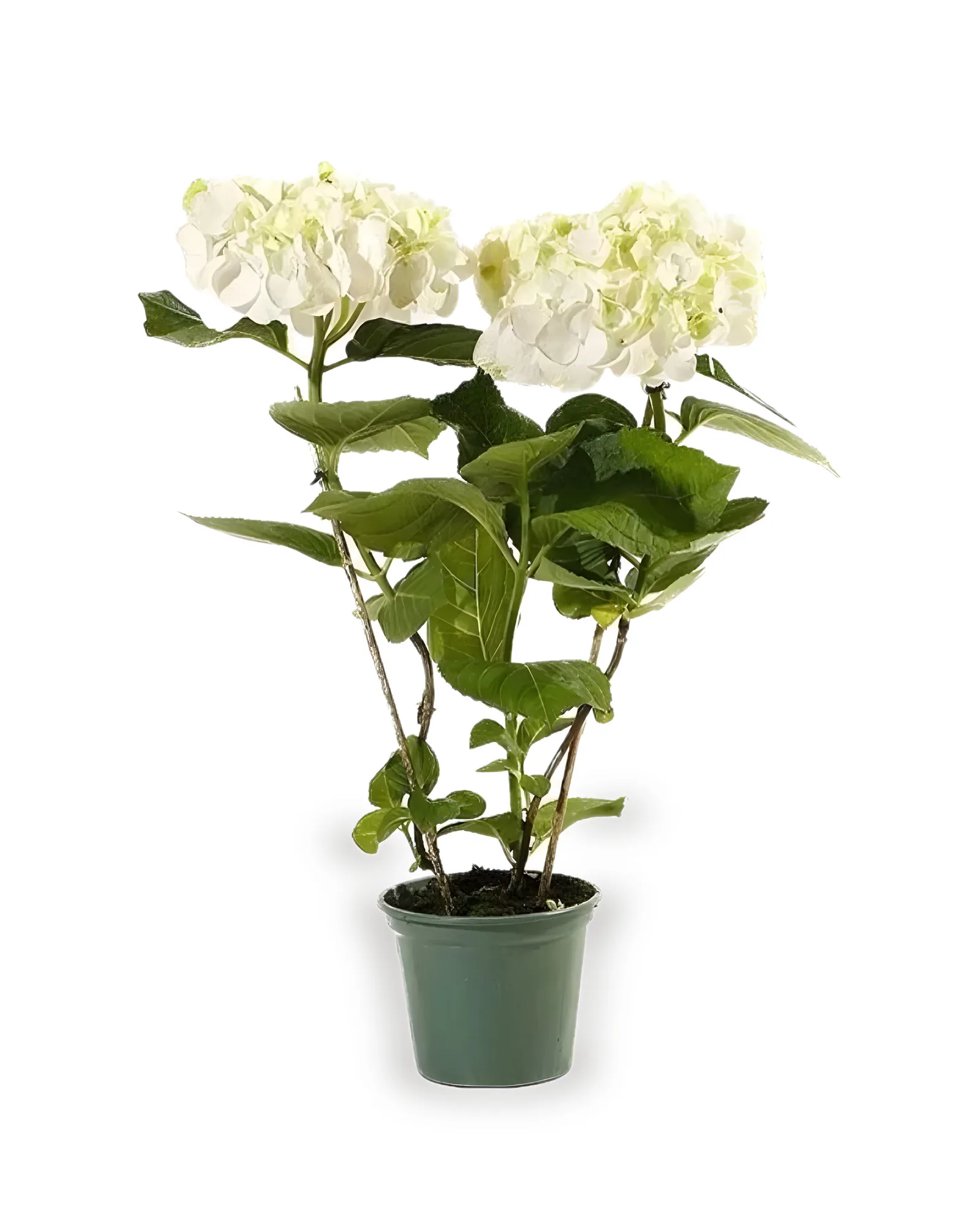 Hortensia CORES VARIADAS pote 14