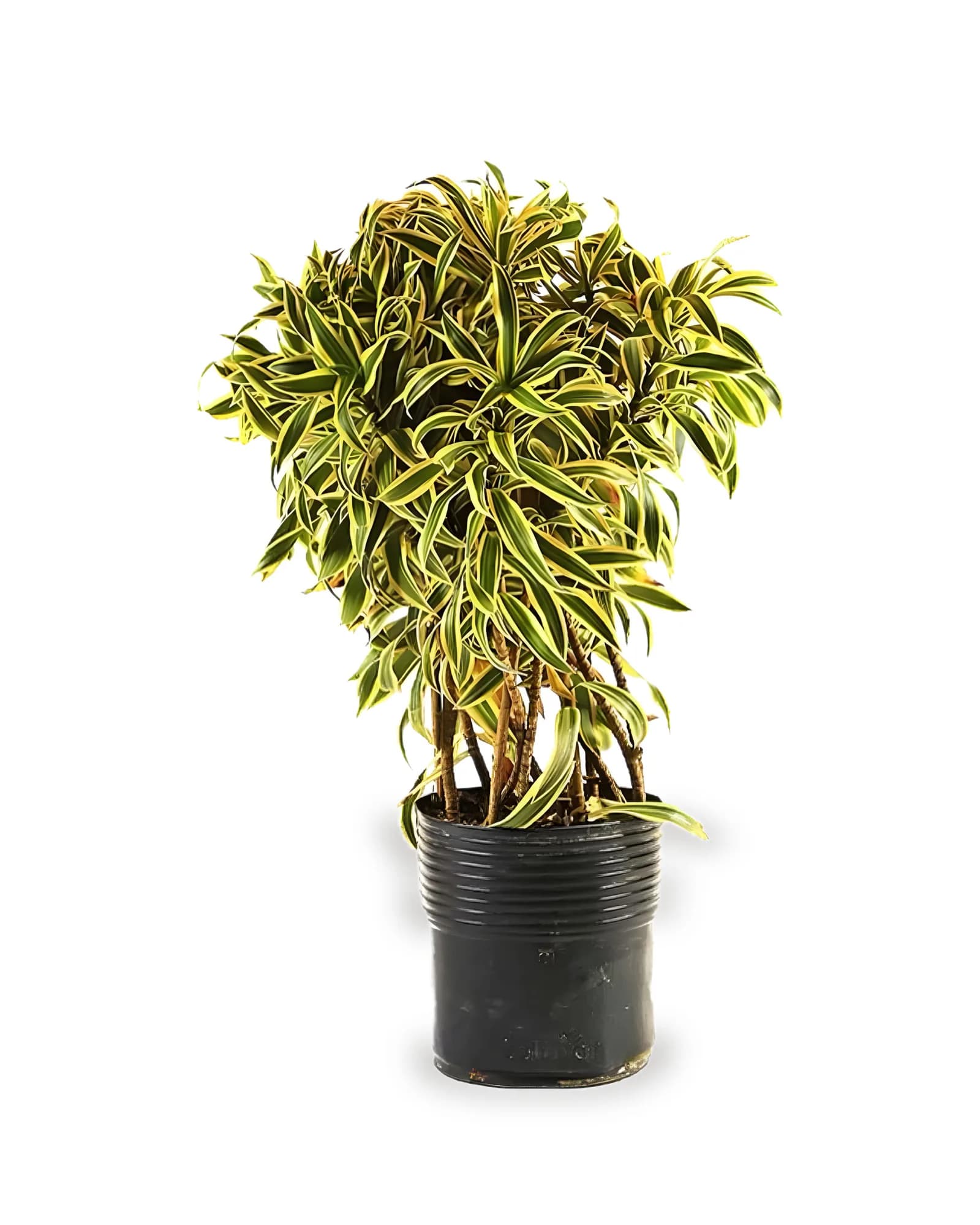 Dracena Pleomele Variegata
