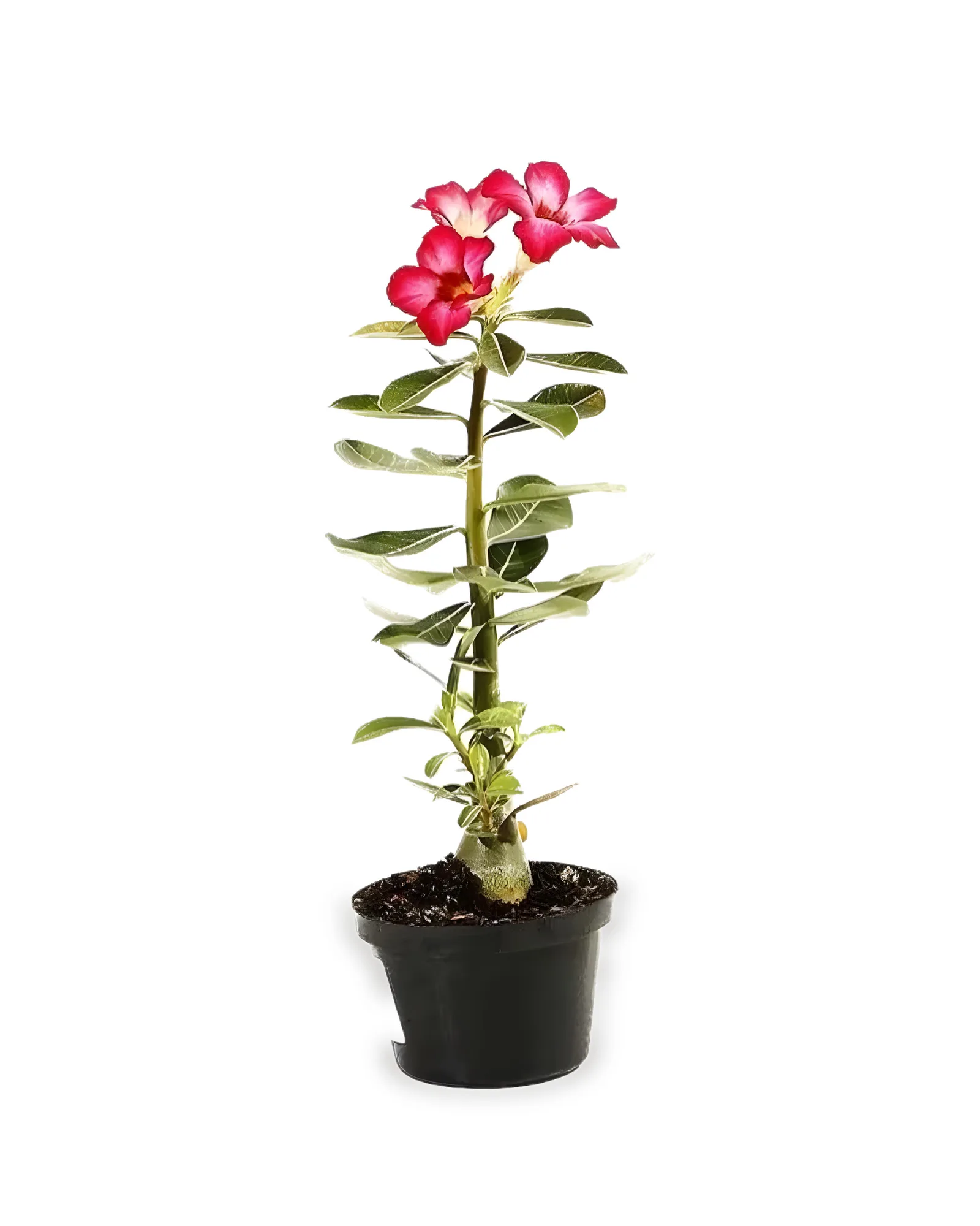 Rosa do Deserto MDPT15