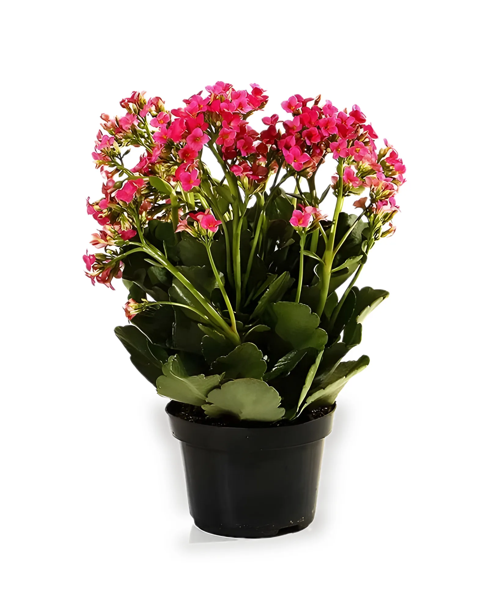 KALANCHOE MDPT11 - Cores Variadas
