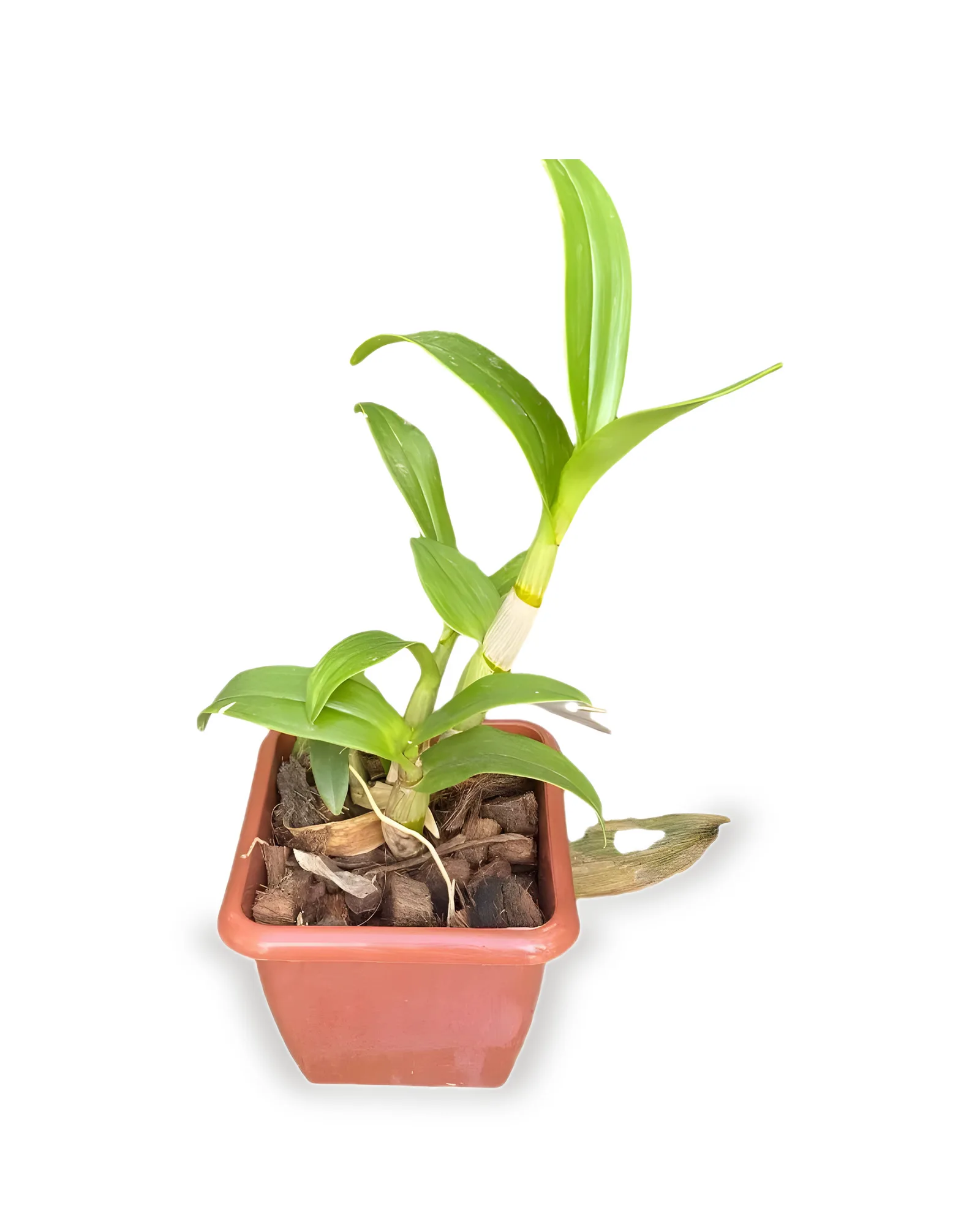 ORQ.DENPHALAEN MINI QUAD MDPT12VL (SEM FLOR)