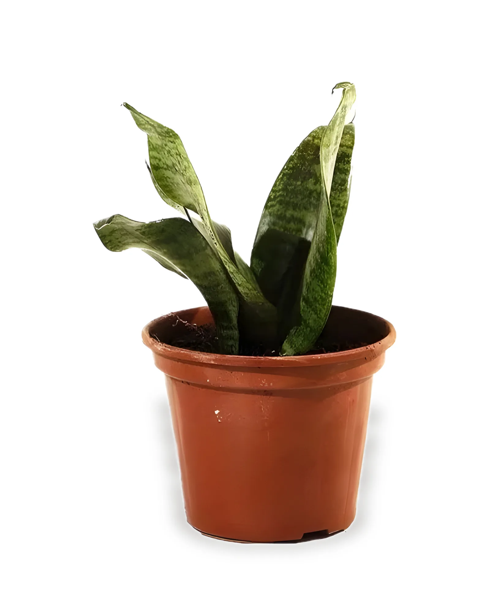 Sanseveria Espada de São Jorge MDPT15 (Enviamos para todo Brasil)