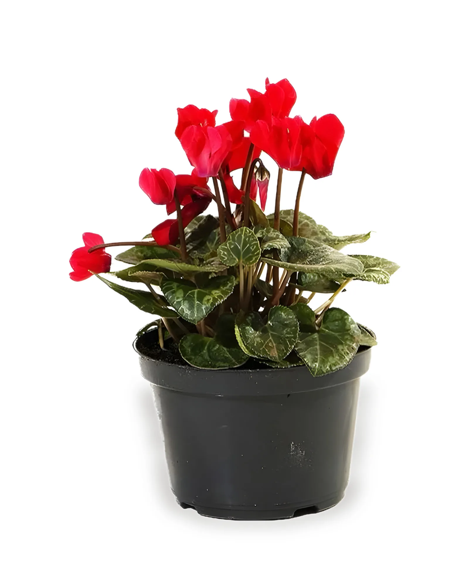 Cyclamen Mini MDPT11
