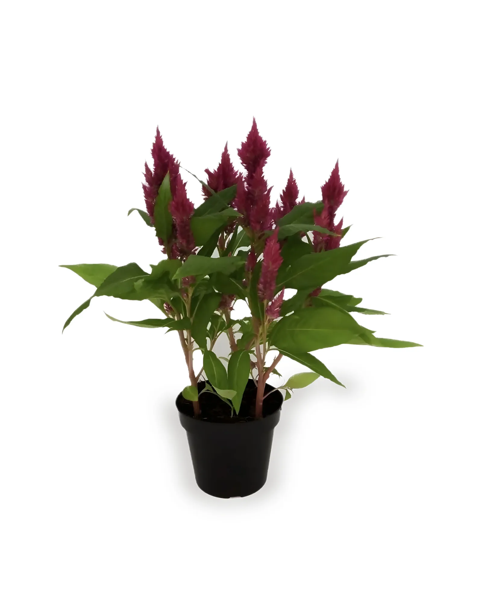 CELOSIA PT 15 - CORES VARIADAS