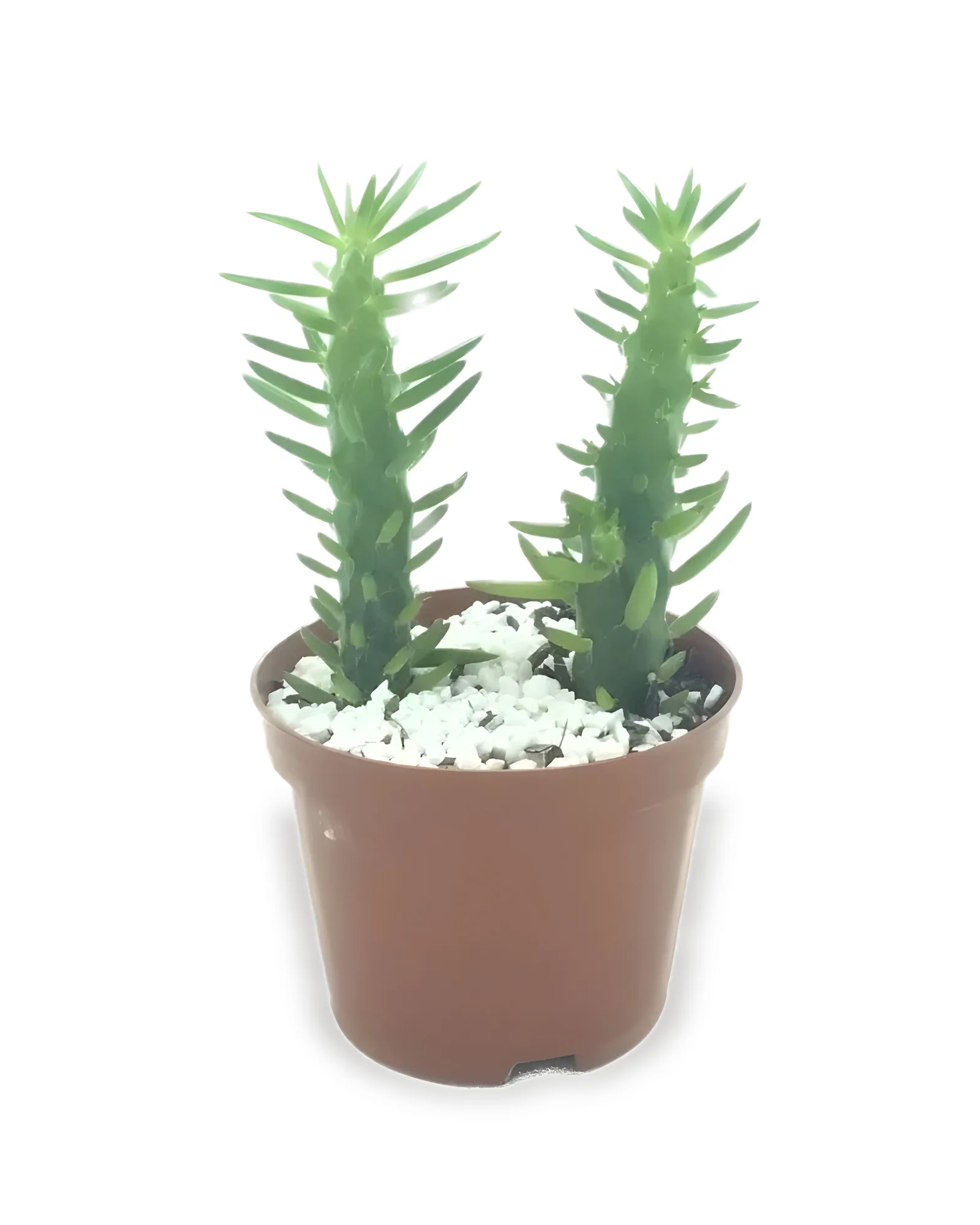 CACTUS VARIADOS MDPT11