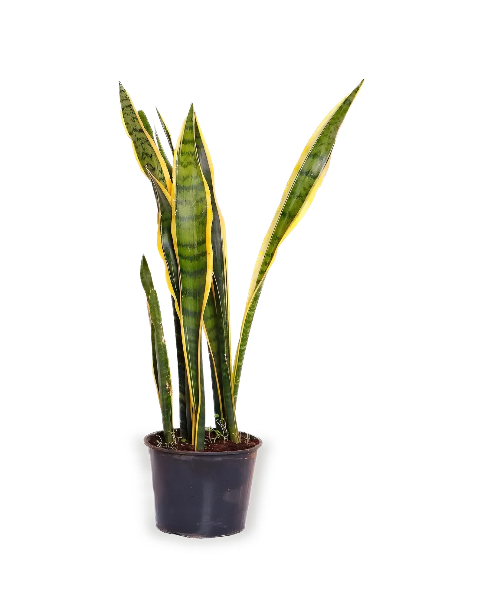 Espada São Jorge Variegata MDPT30