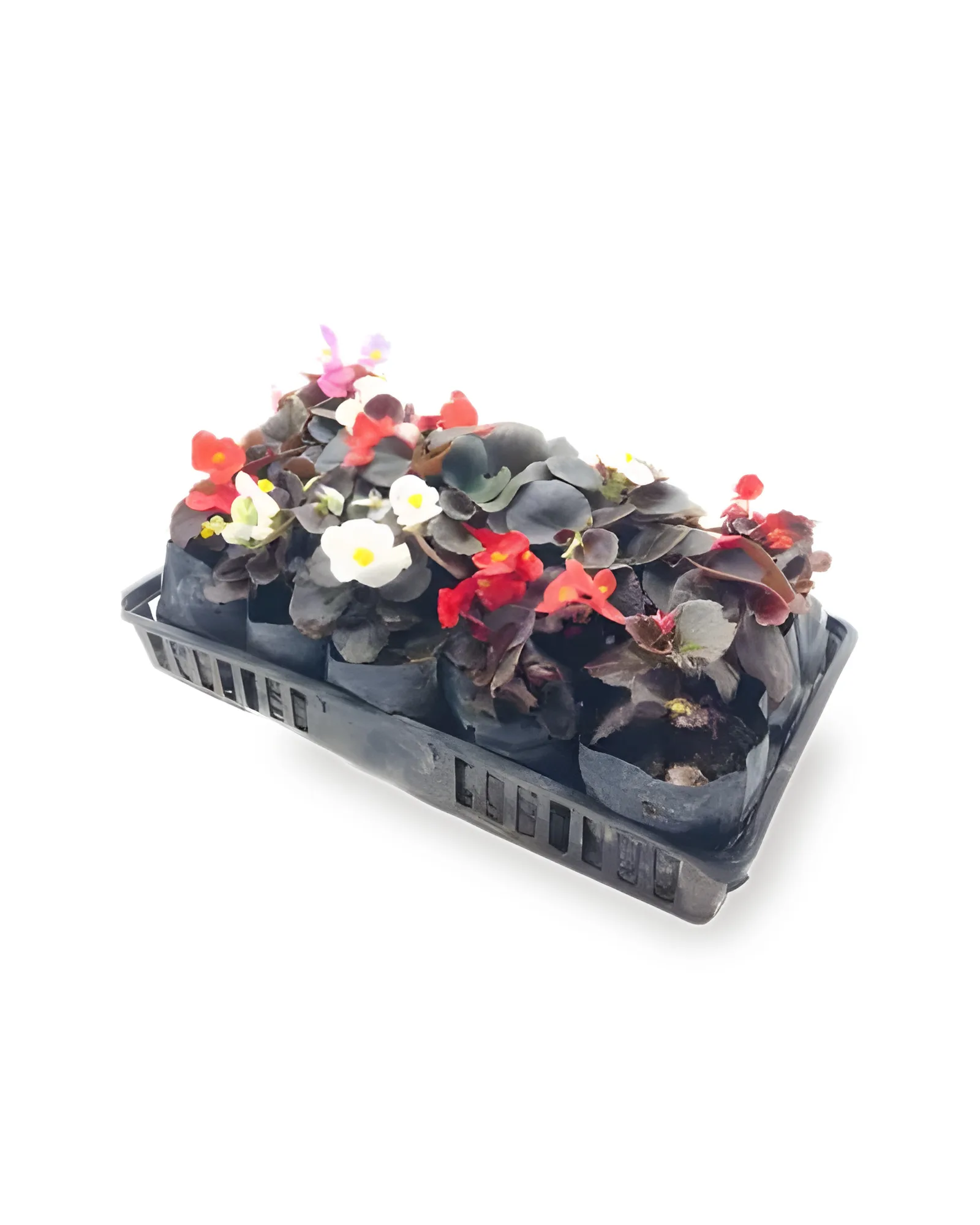 BEGONIA MDCX15