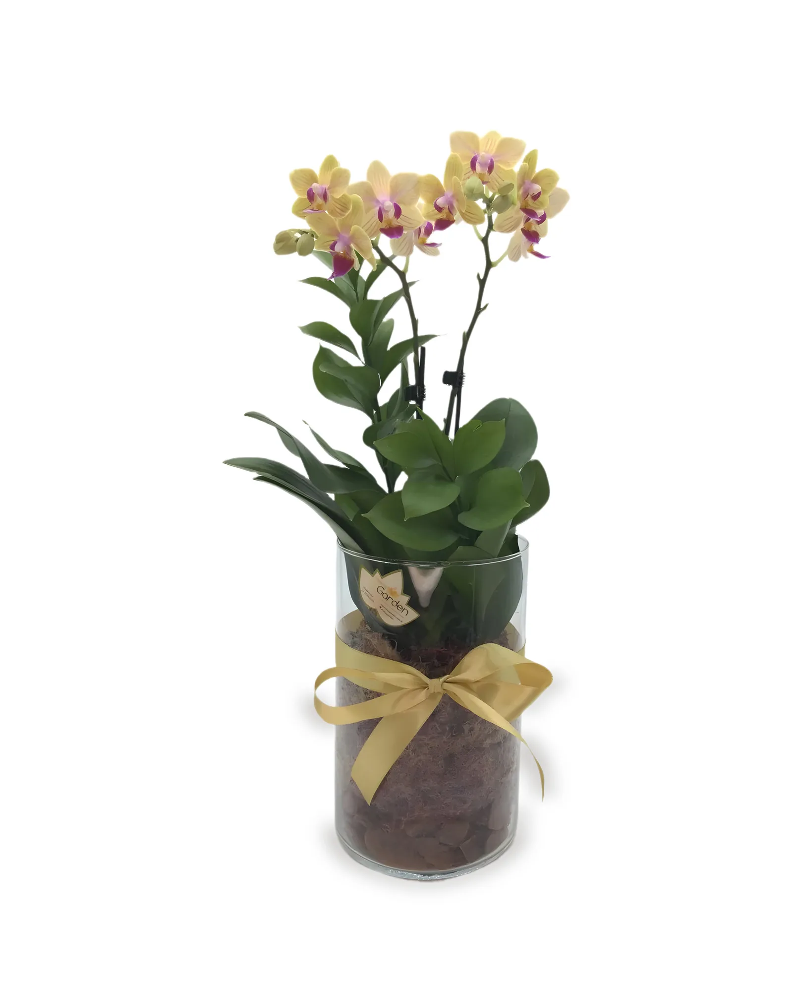 mini orquídea em vaso ( cores variadas)