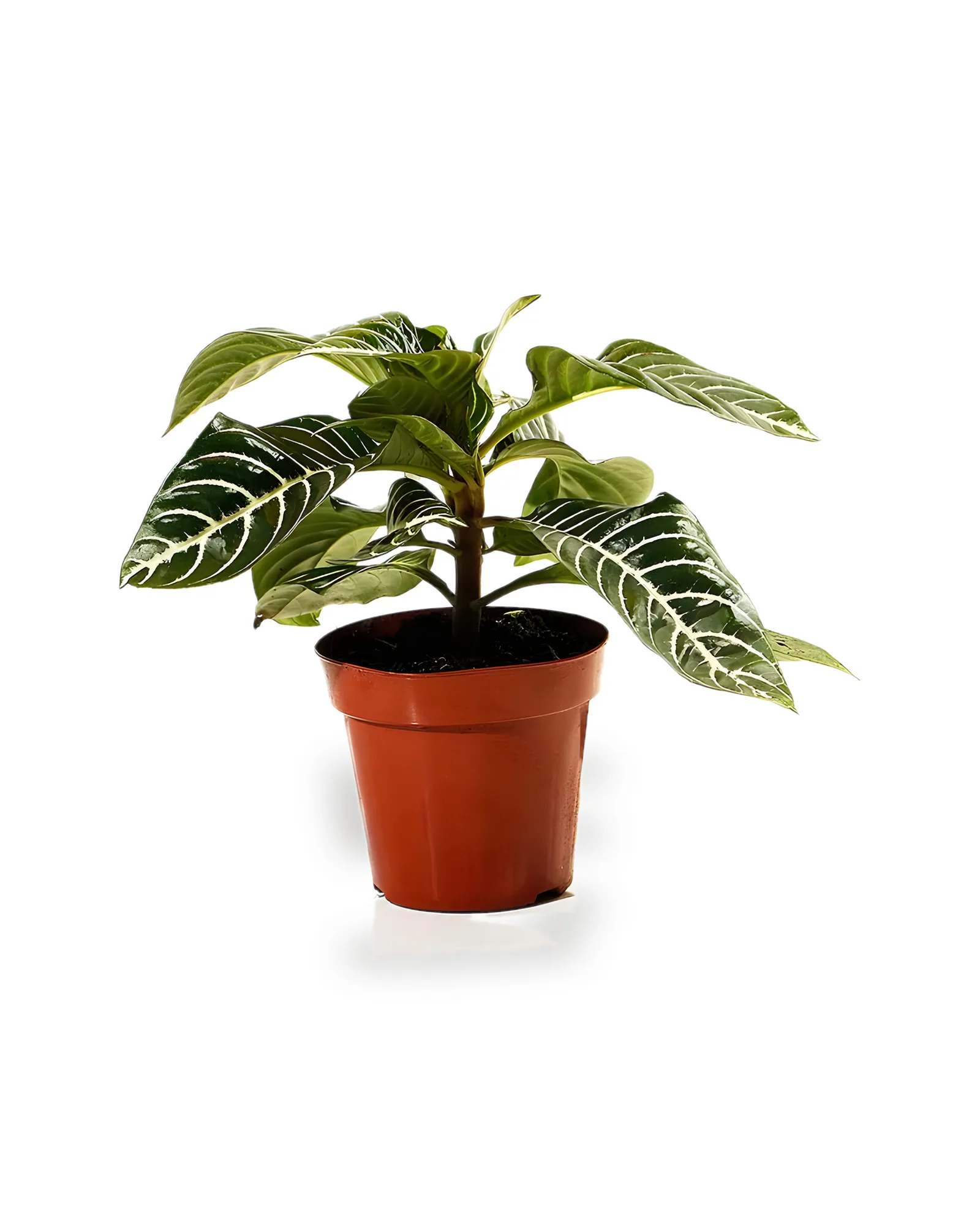 APHELANDRA MDPT15