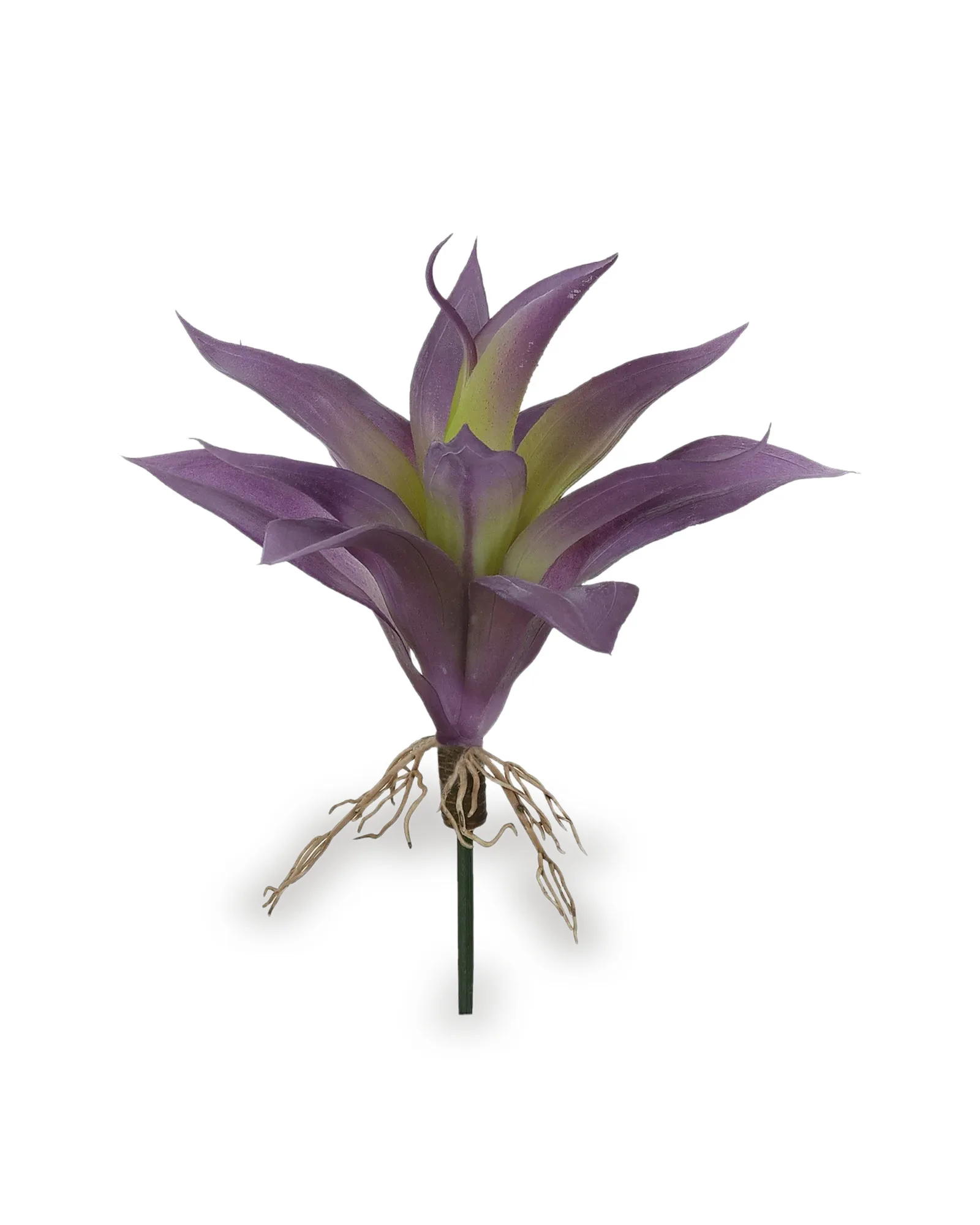 AGAVE COM RAIZ X13 BEAUTY OUTONO 24CM