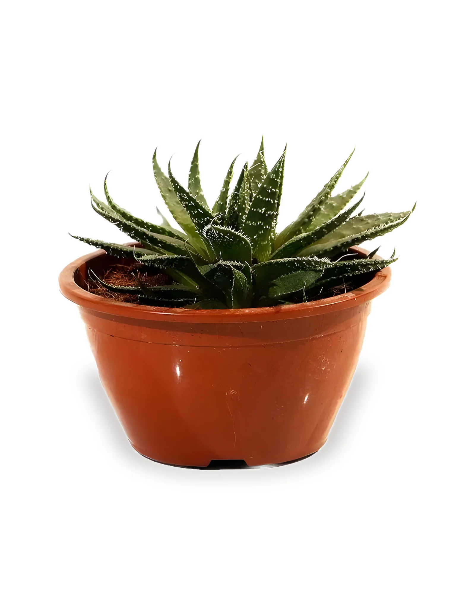 ALOE ARISTATA MDCA13
