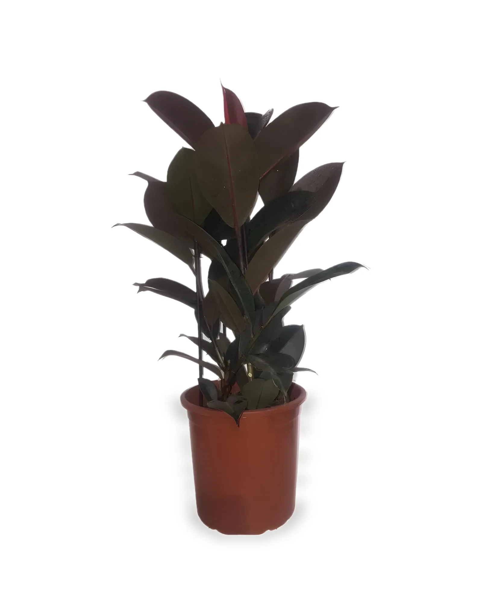 FICUS ELASTICA BURGUNDY MDPT24