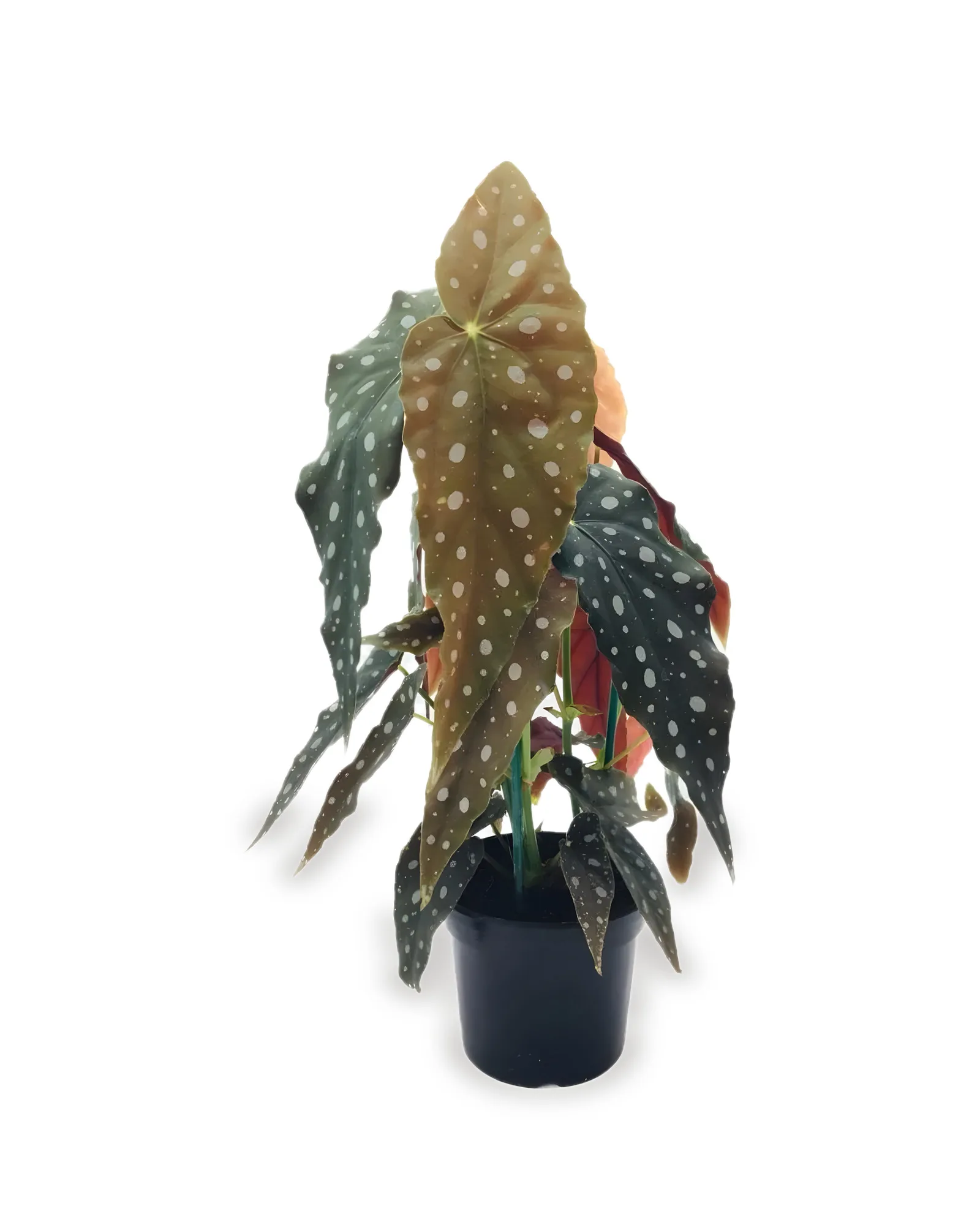 BEGONIA MACULATA PT15 (enviamos para todo Brasil)