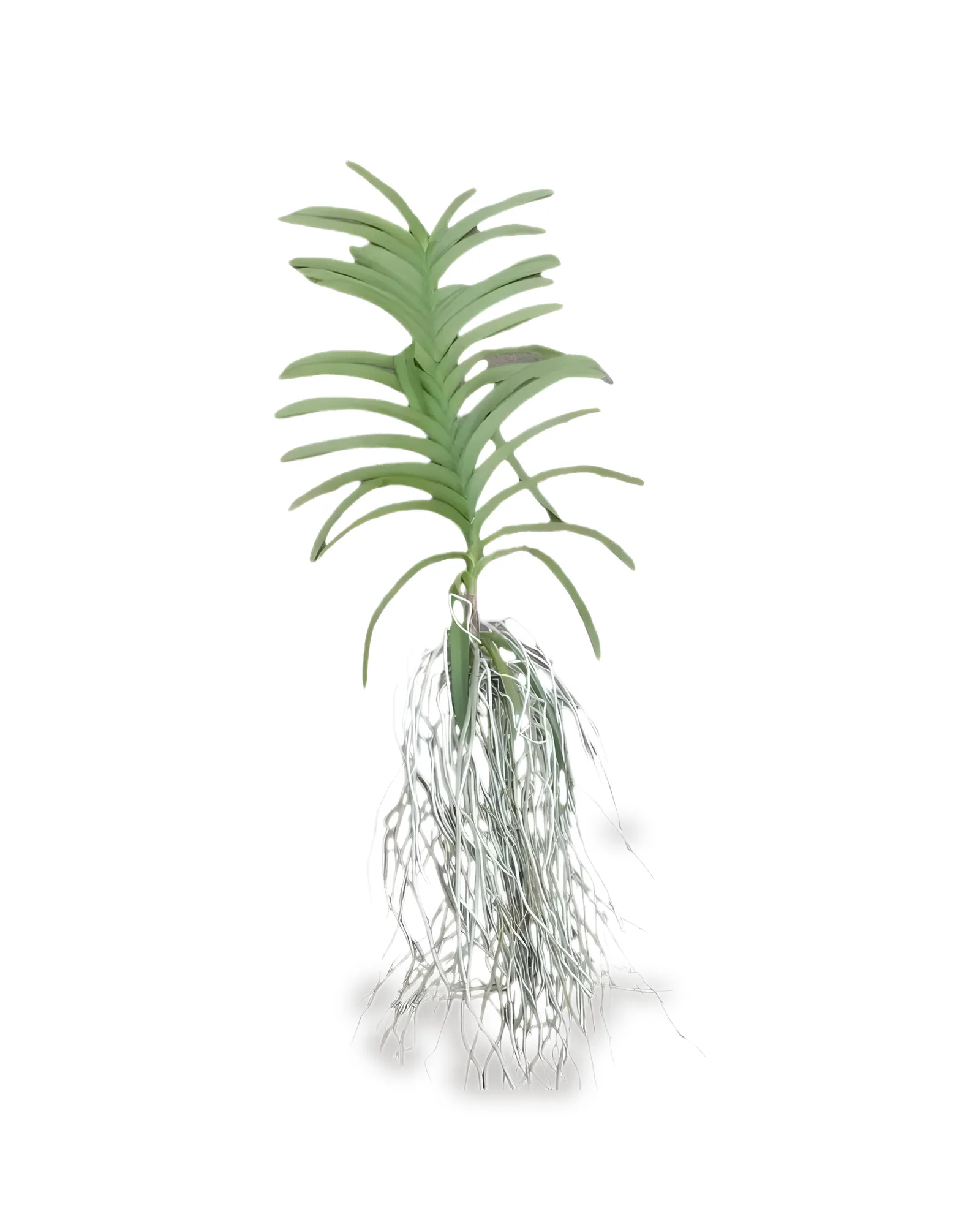 ORQUIDEA VANDA SEM FLOR SM