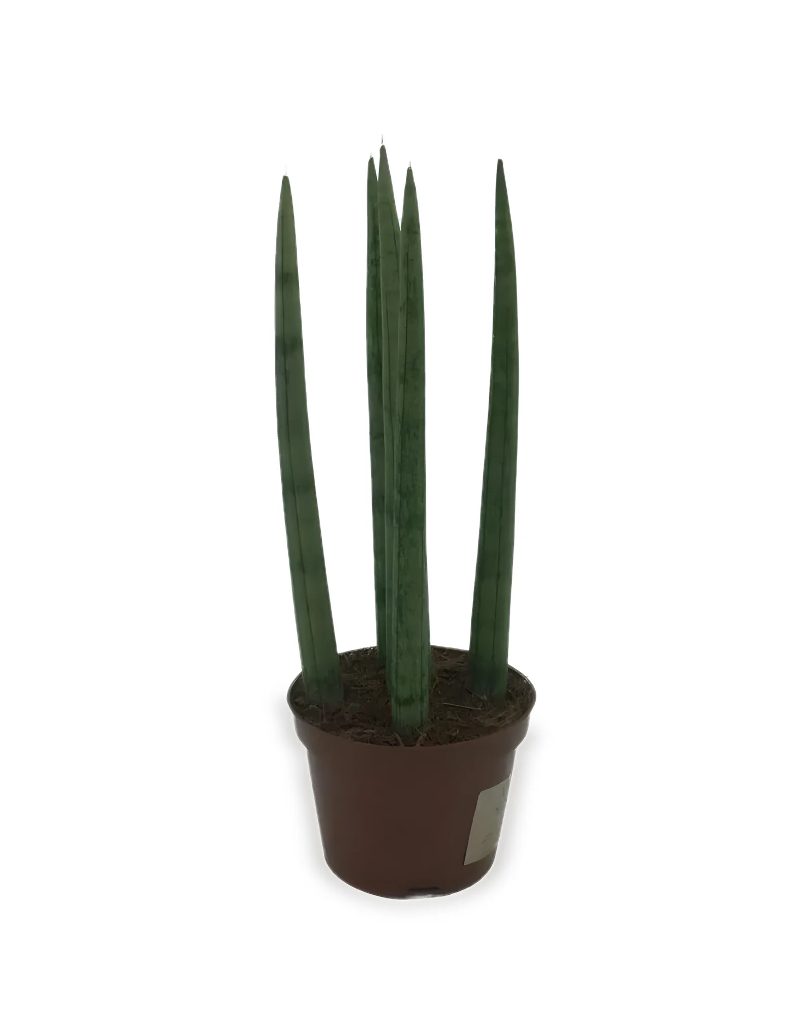 SANSEVIERIA POTE 10 (Enviamos para todo Brasil)