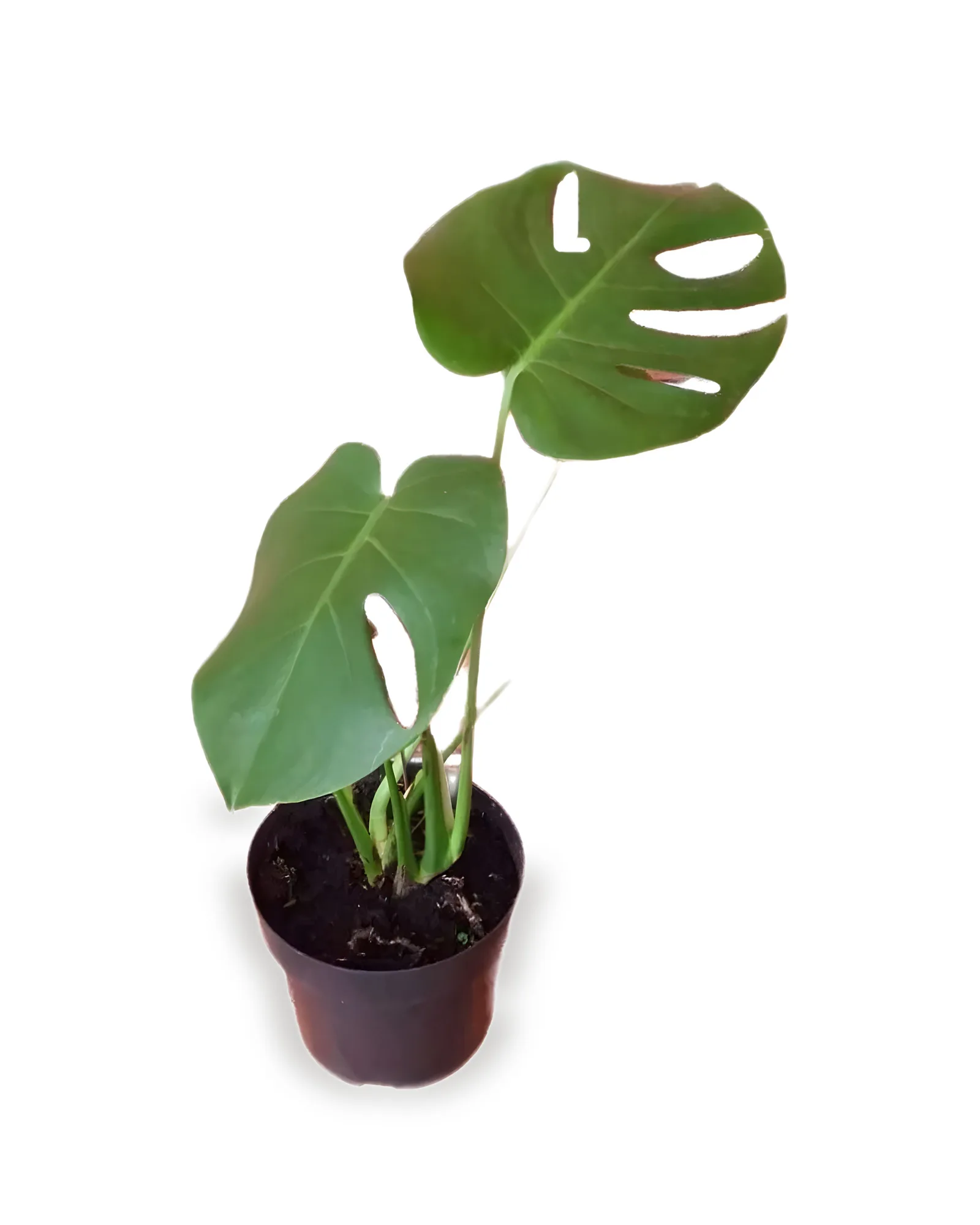 MONSTERA DELICIOSA POTE 24